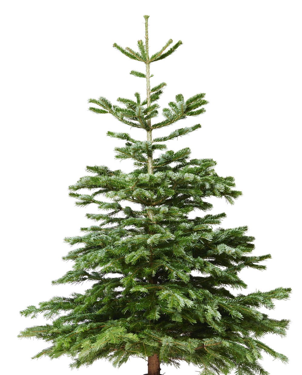 Abies Nordmanniana 220-260 cm