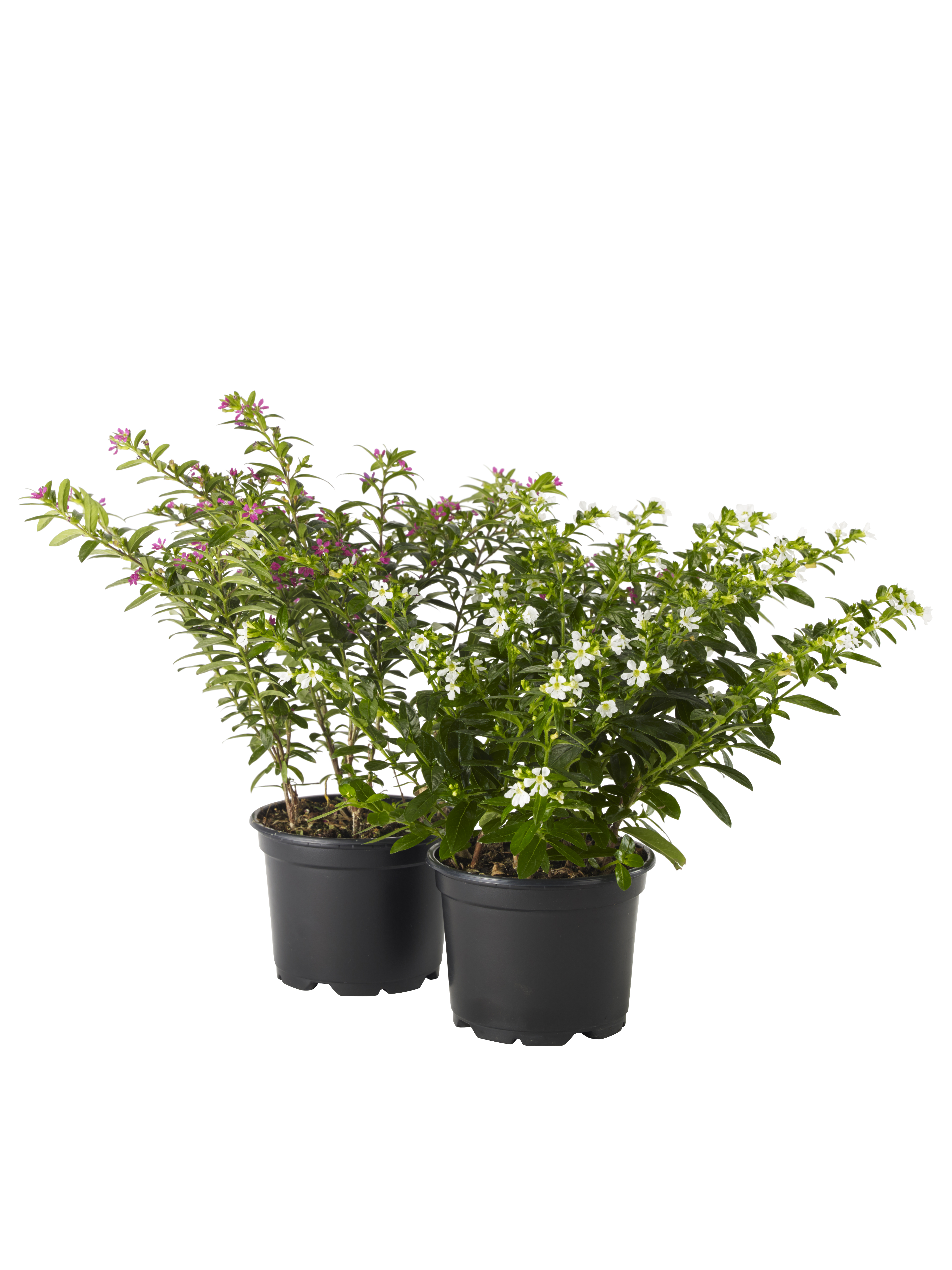 Cuphea hyssopifolia 10,5 cm