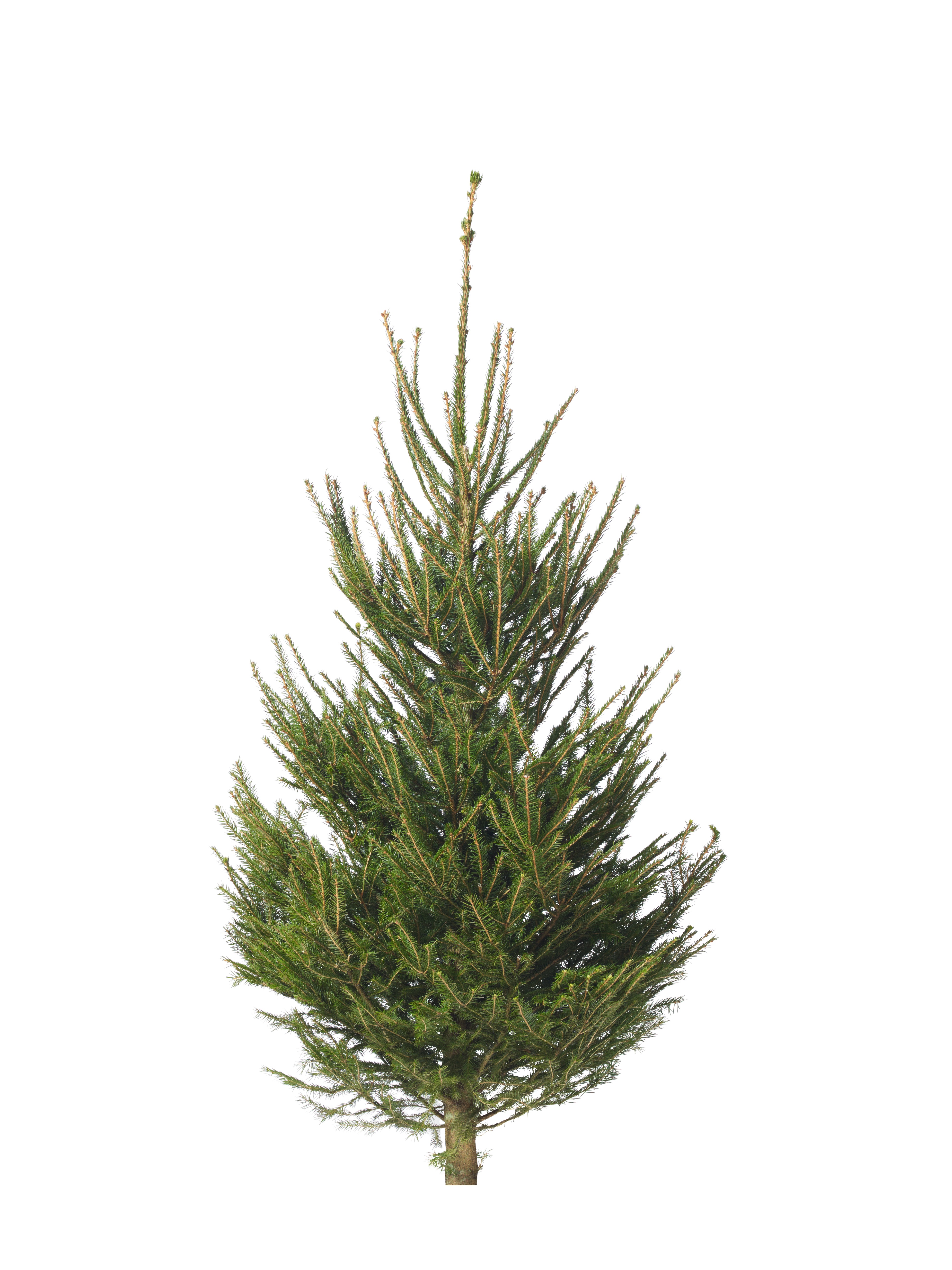 Picea abies 170-220 cm
