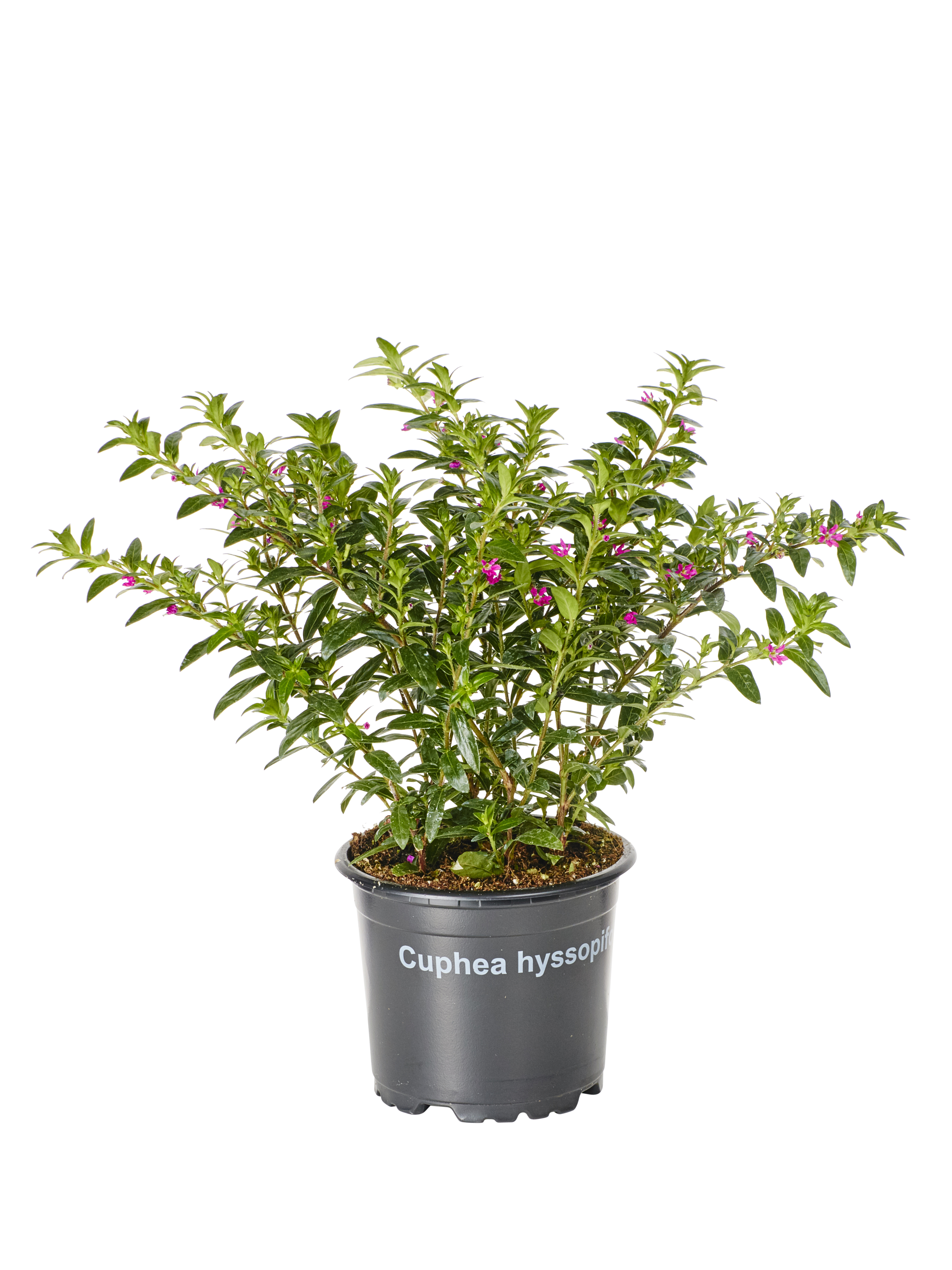 Cuphea hyssopifolia 10,5 cm