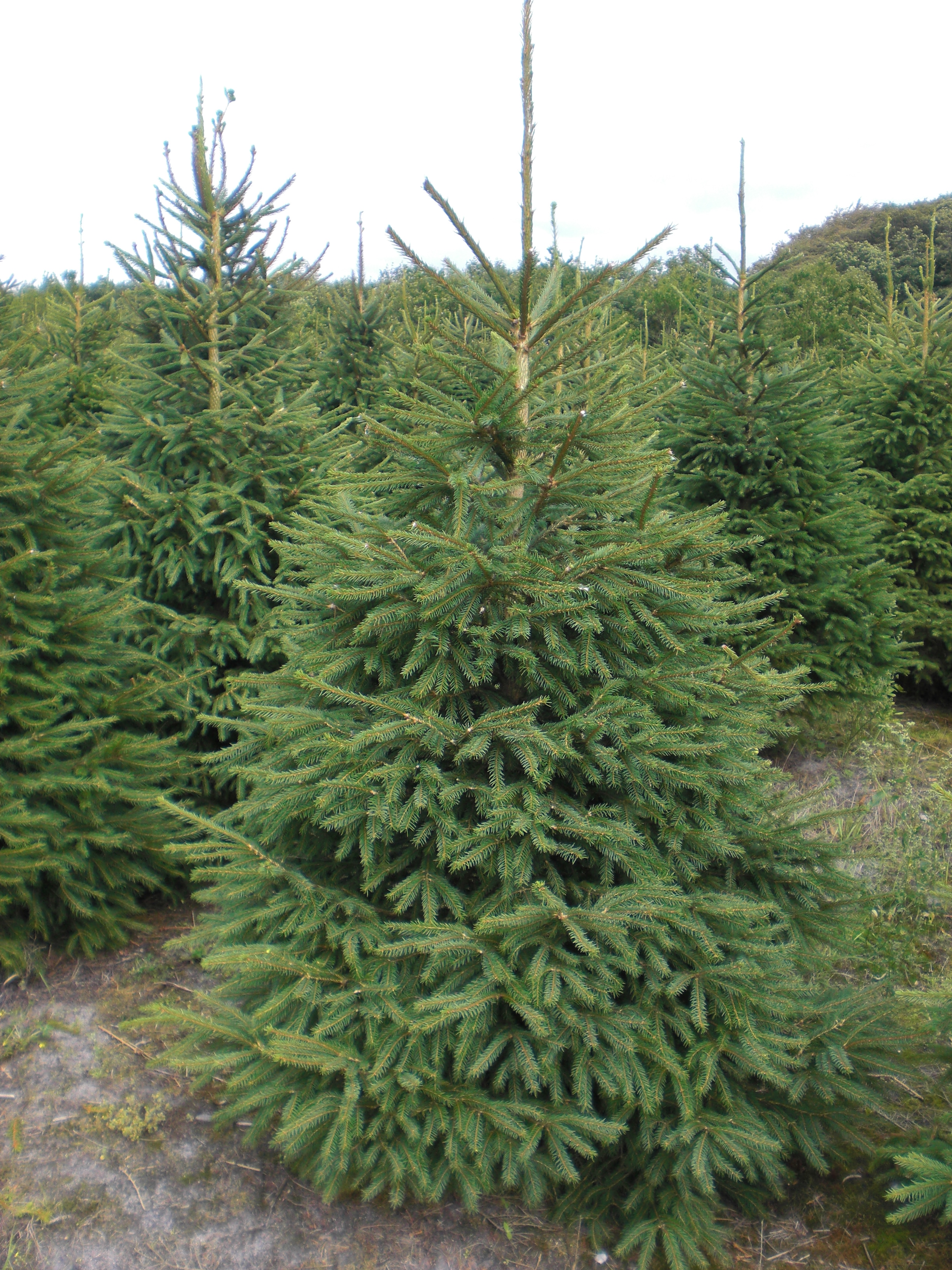 Picea abies 220-270 cm