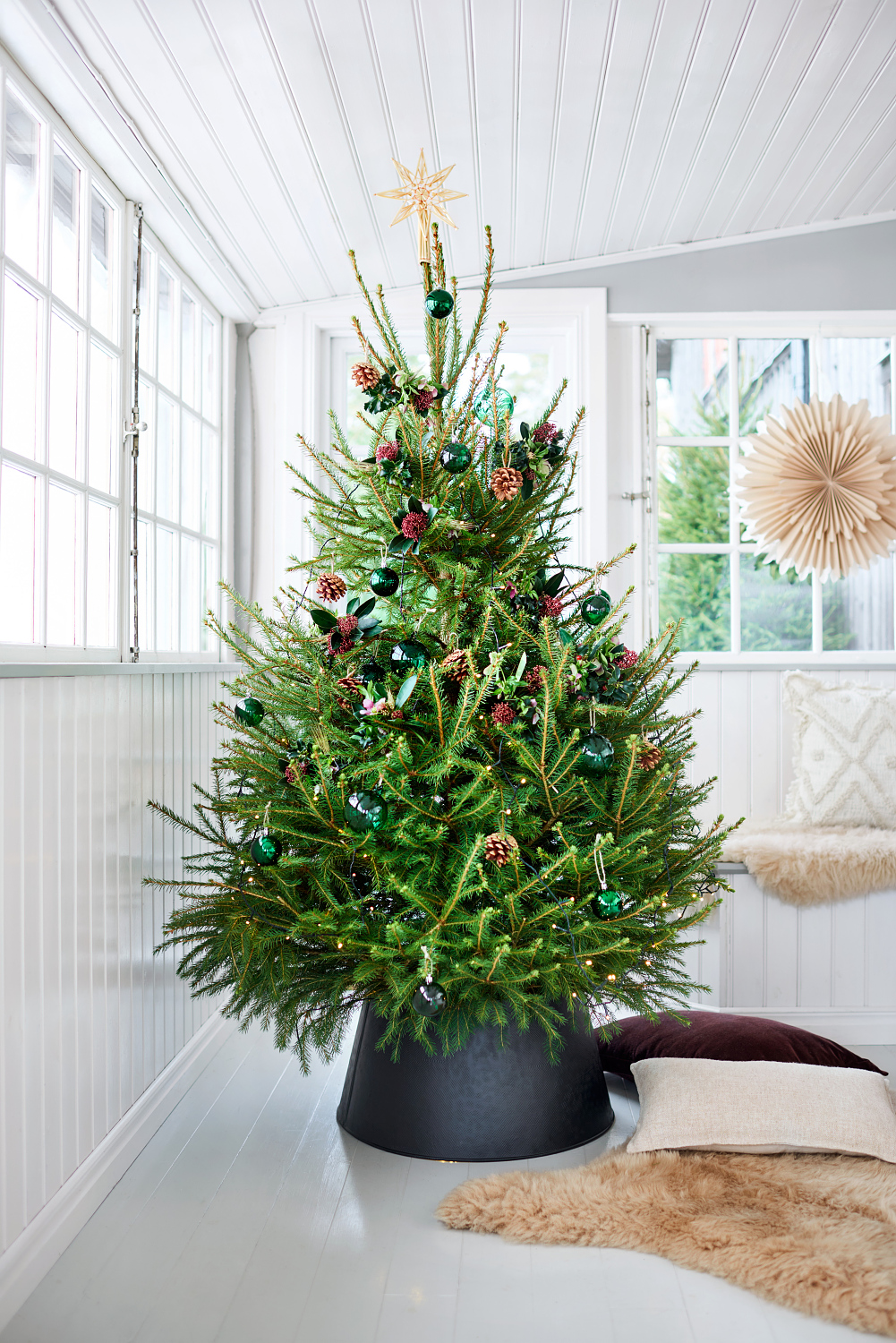 Picea abies 170-220 cm