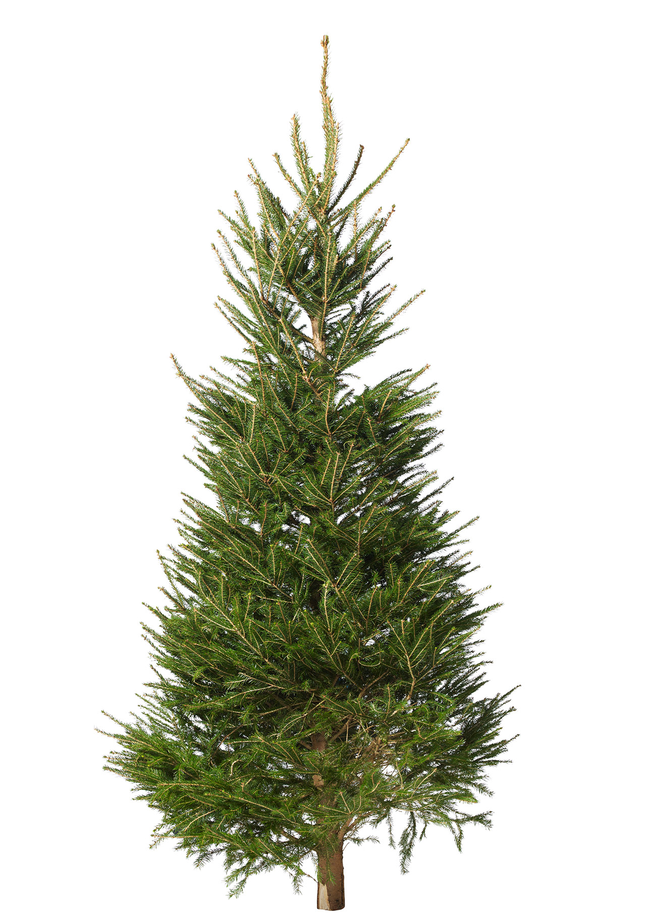 Picea abies 220-270 cm