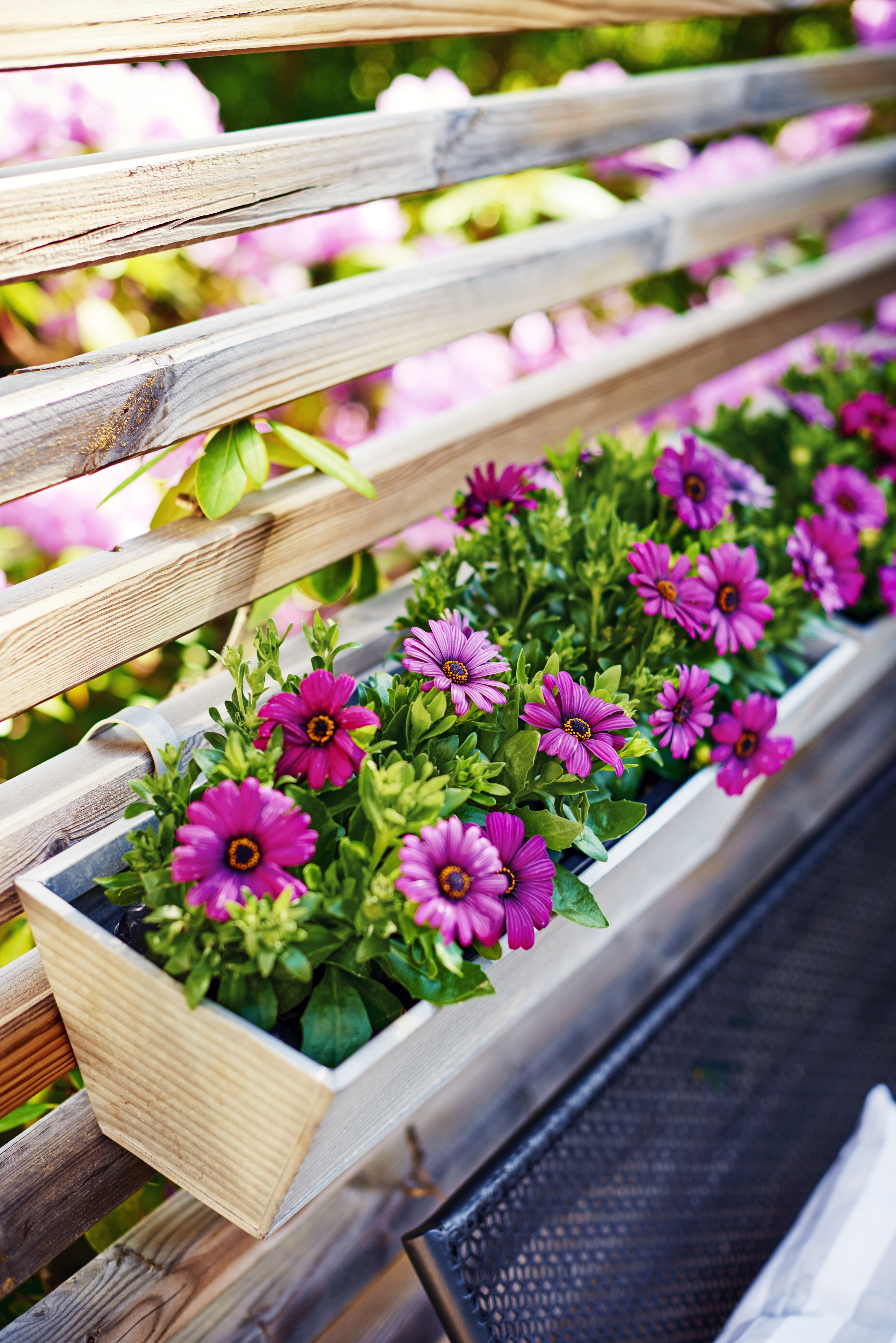 Osteospermum Purple 11 cm