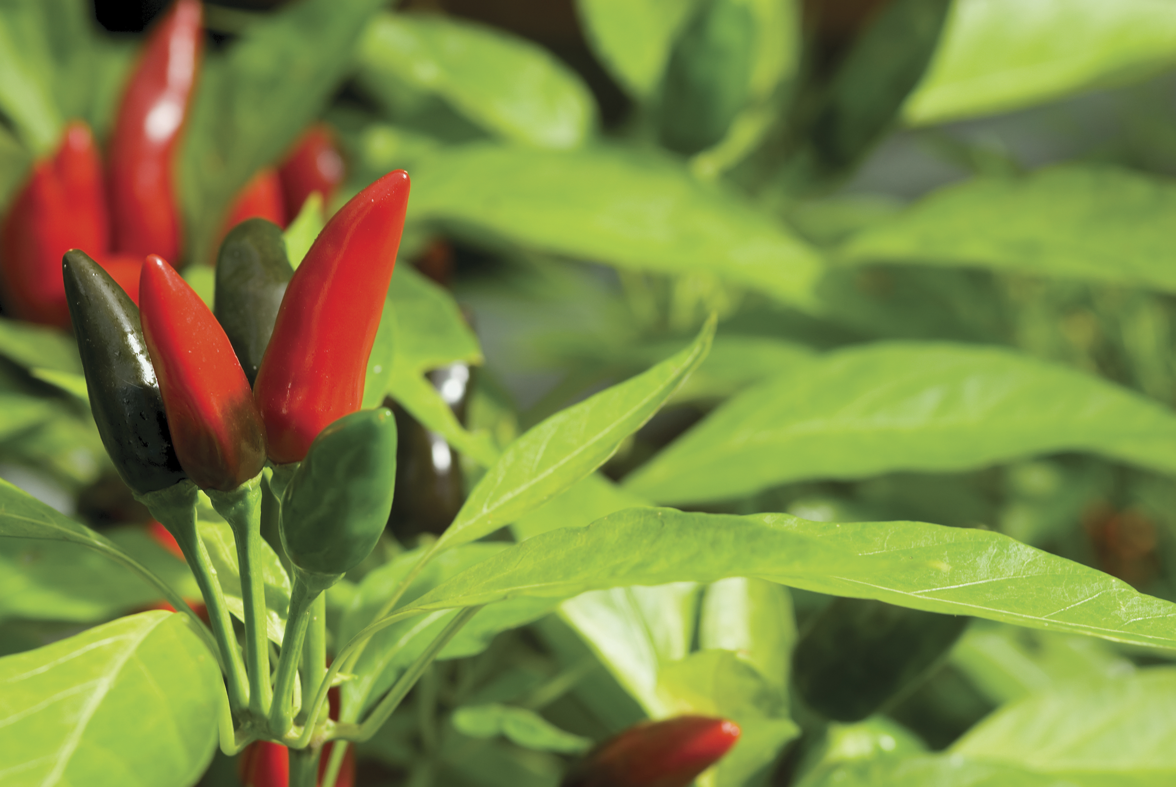 Capsicum Annuum 10,5 cm