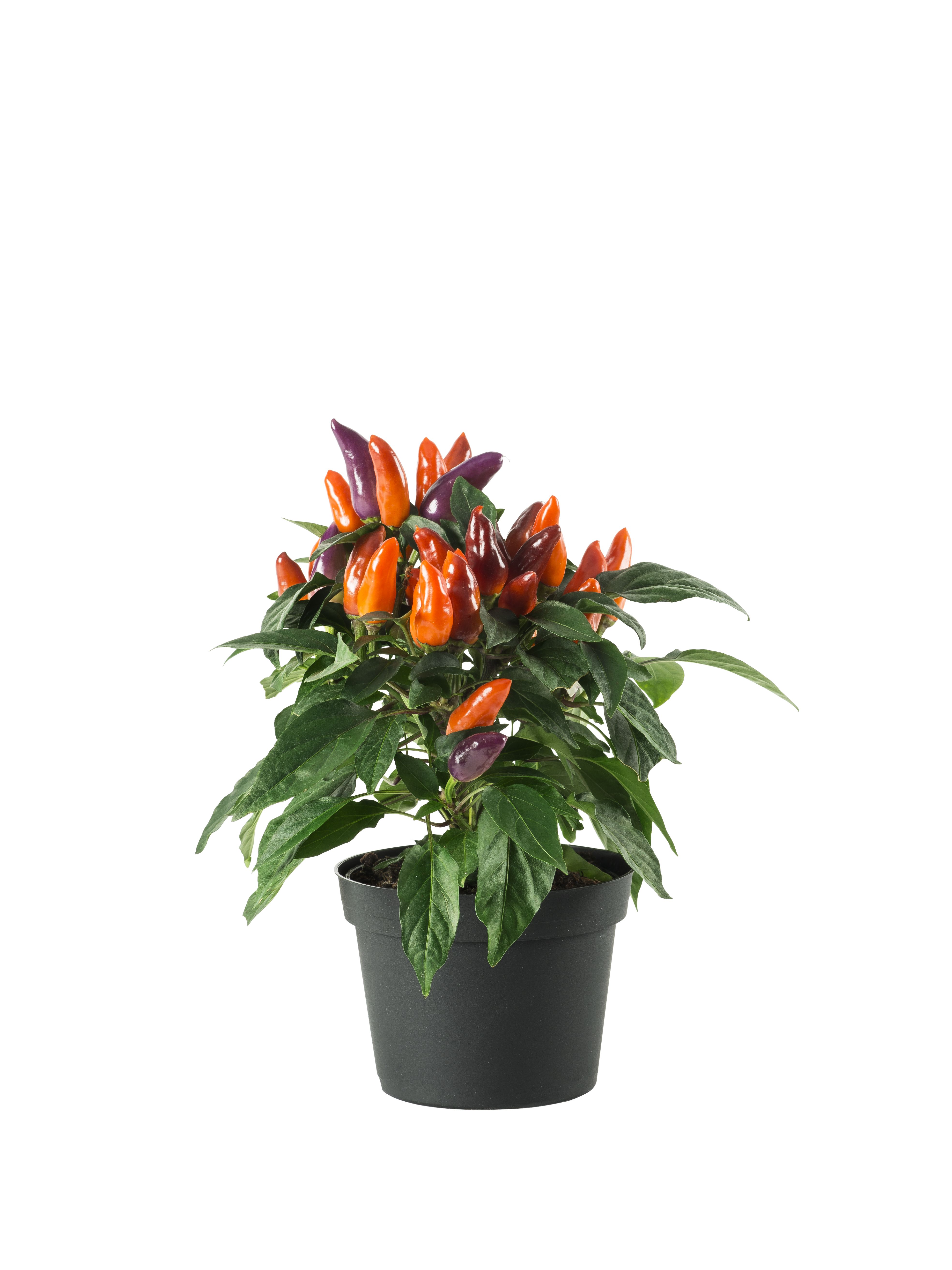 Capsicum Annuum 10,5 cm