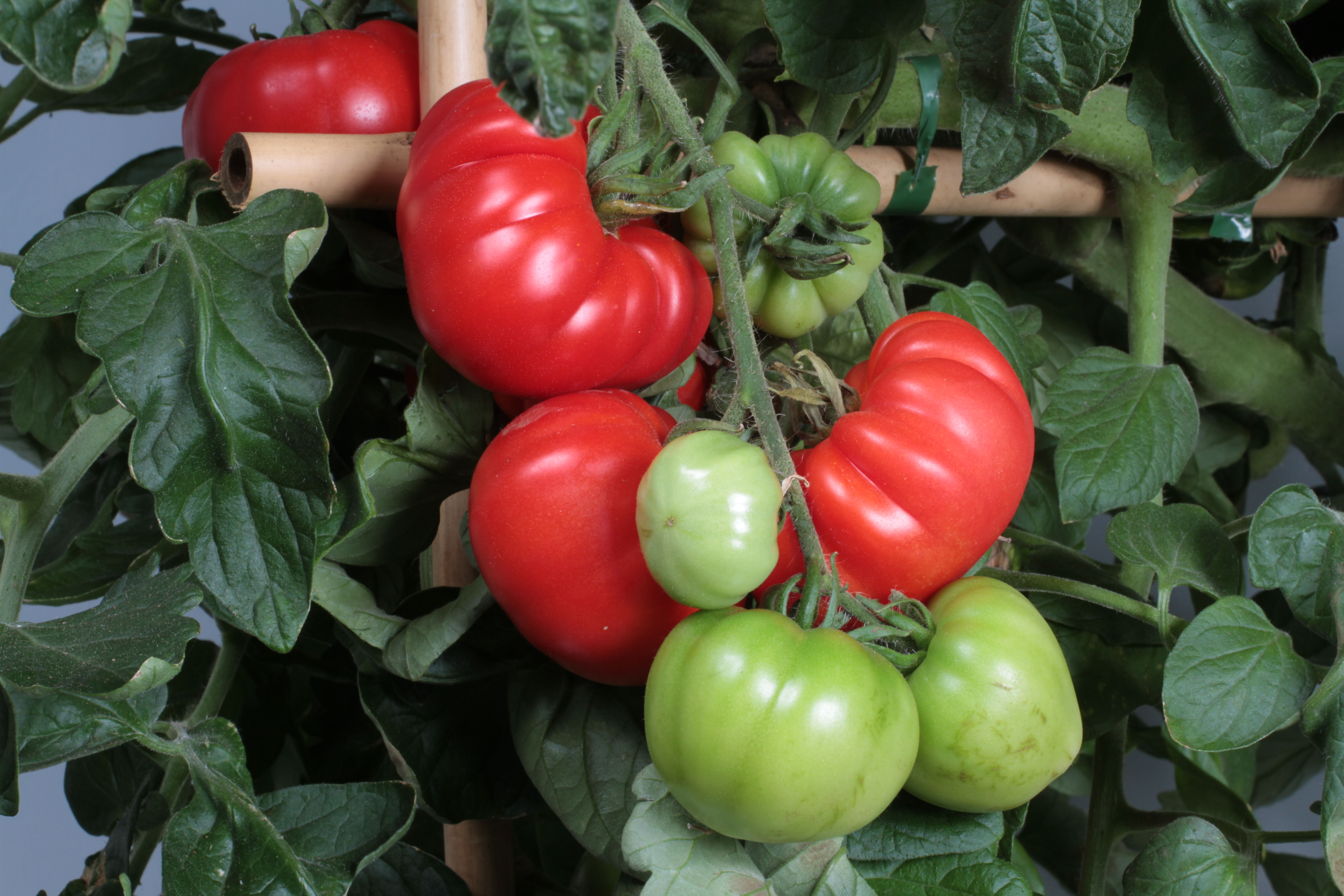 Bifftomat ´Marmande´