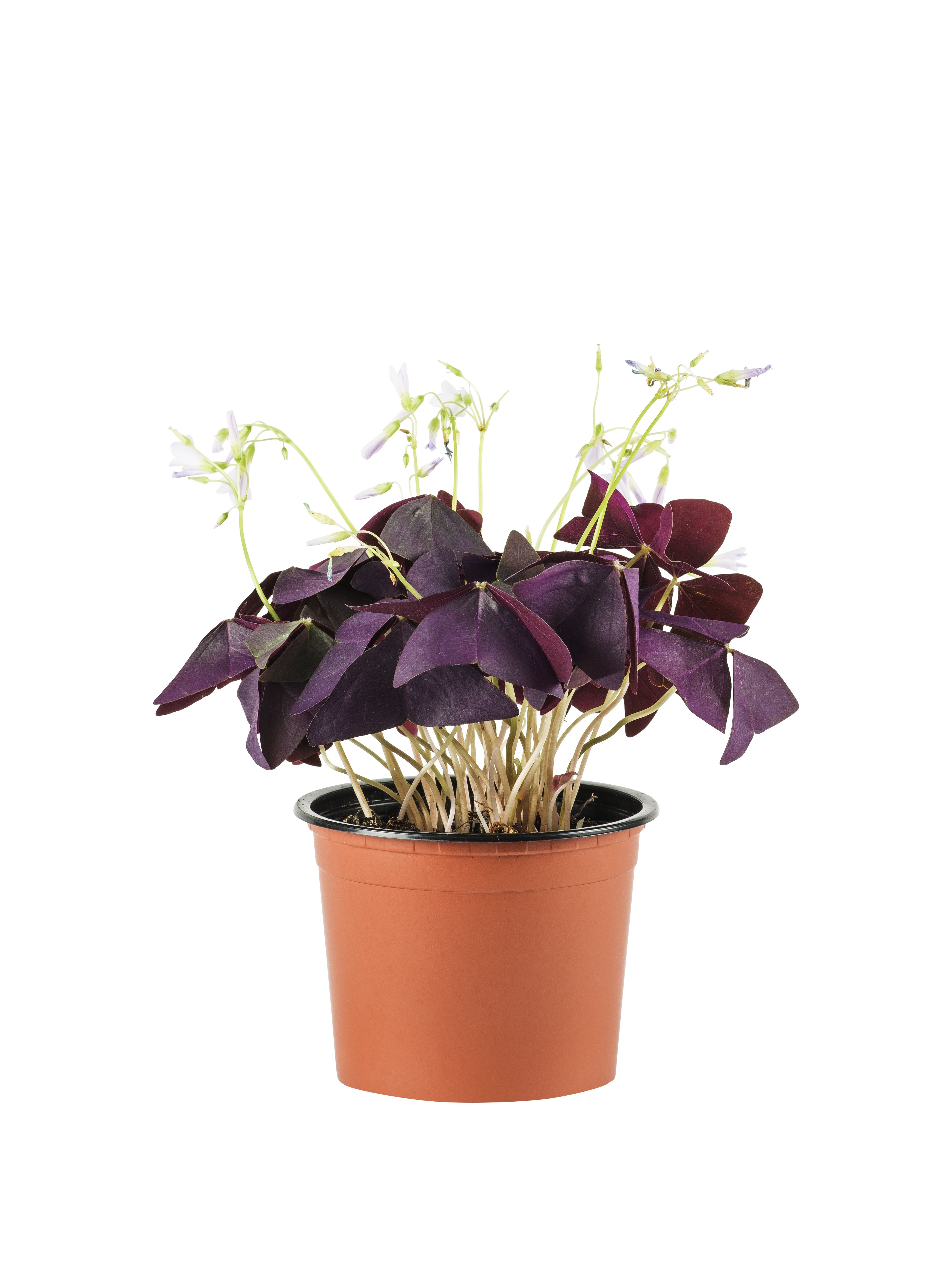 Oxalis triangularis 10,5 cm