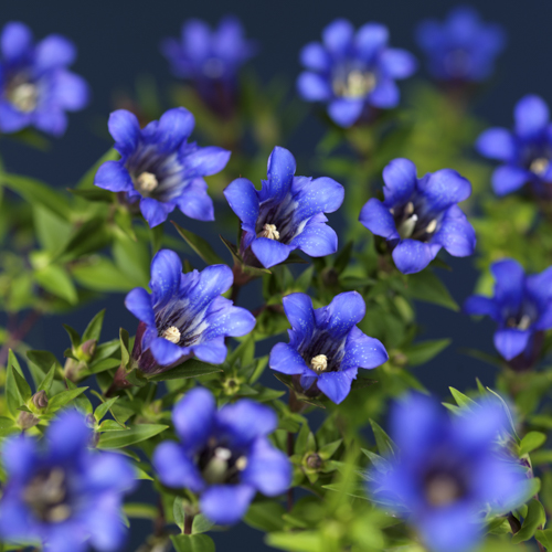 Gentiana 10,5 cm