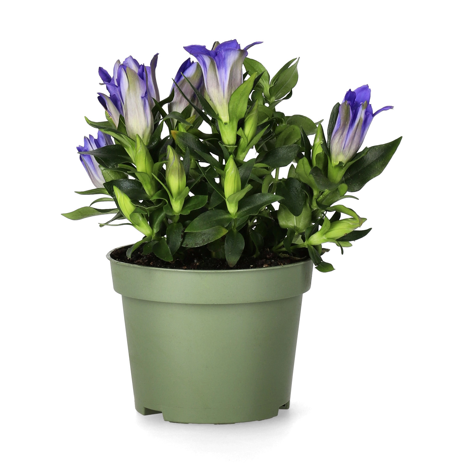 Gentiana 10,5 cm