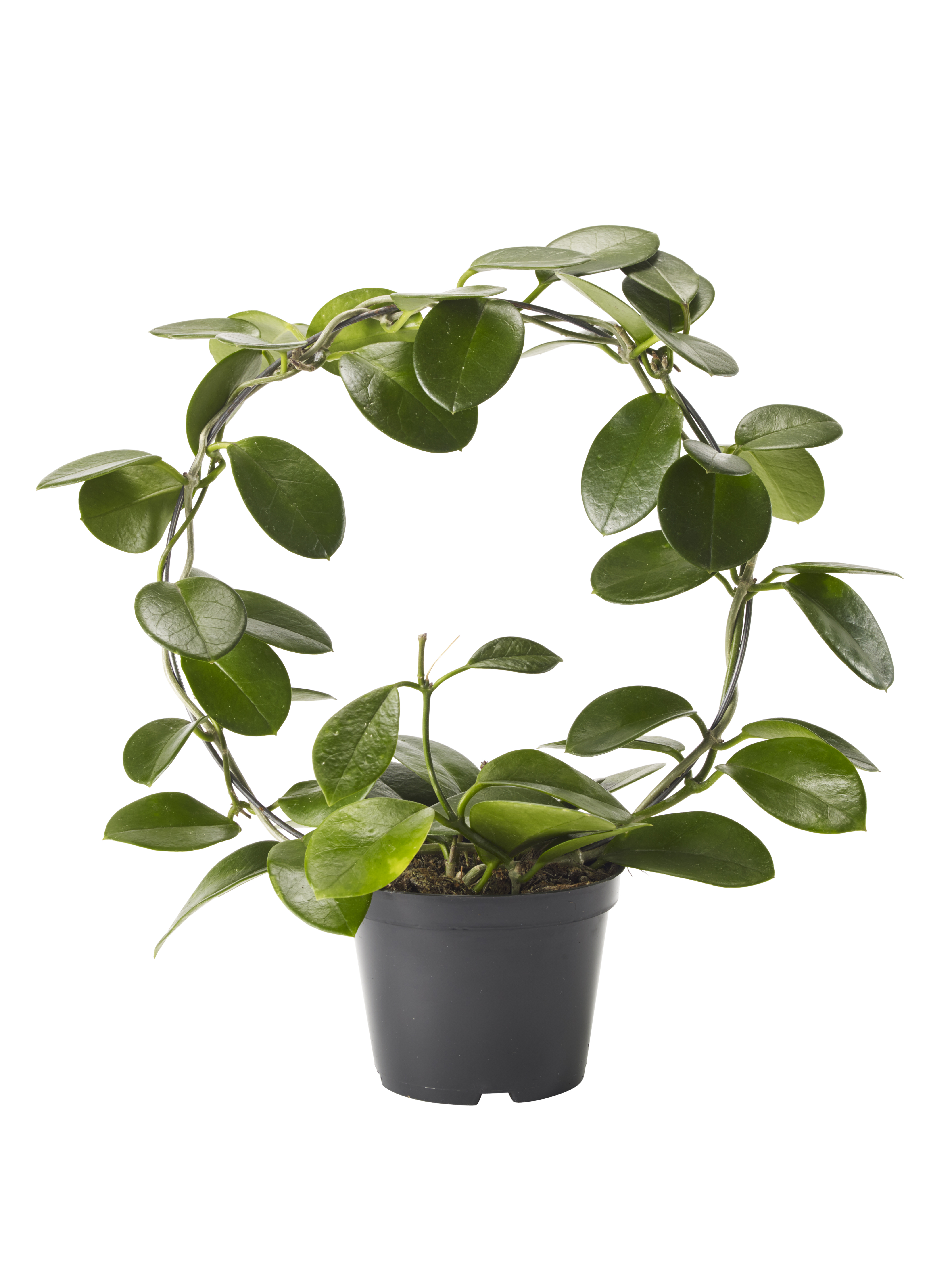 Hoya carnosa 'Australis' on bow