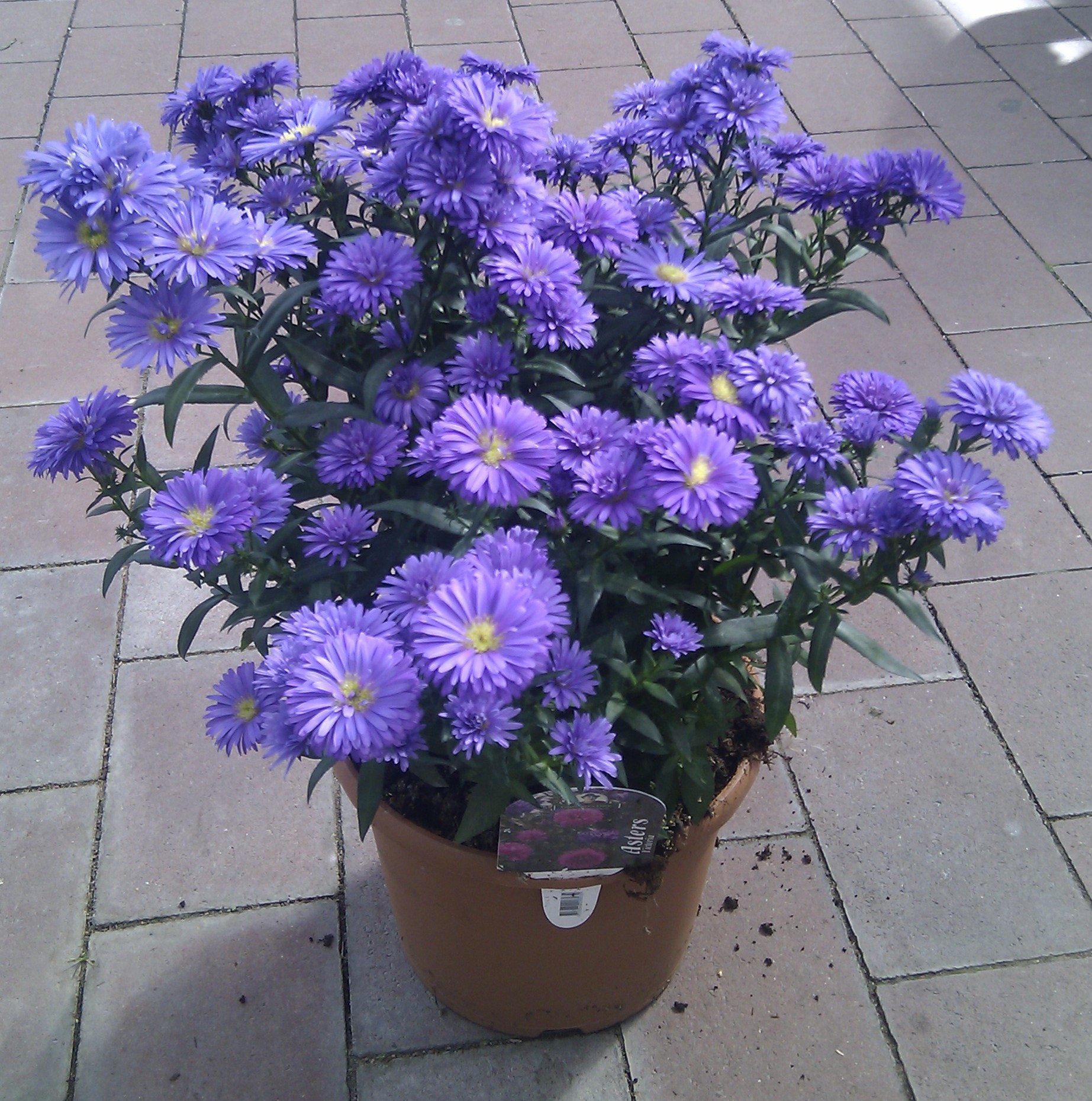 Aster N.B. 21 cm
