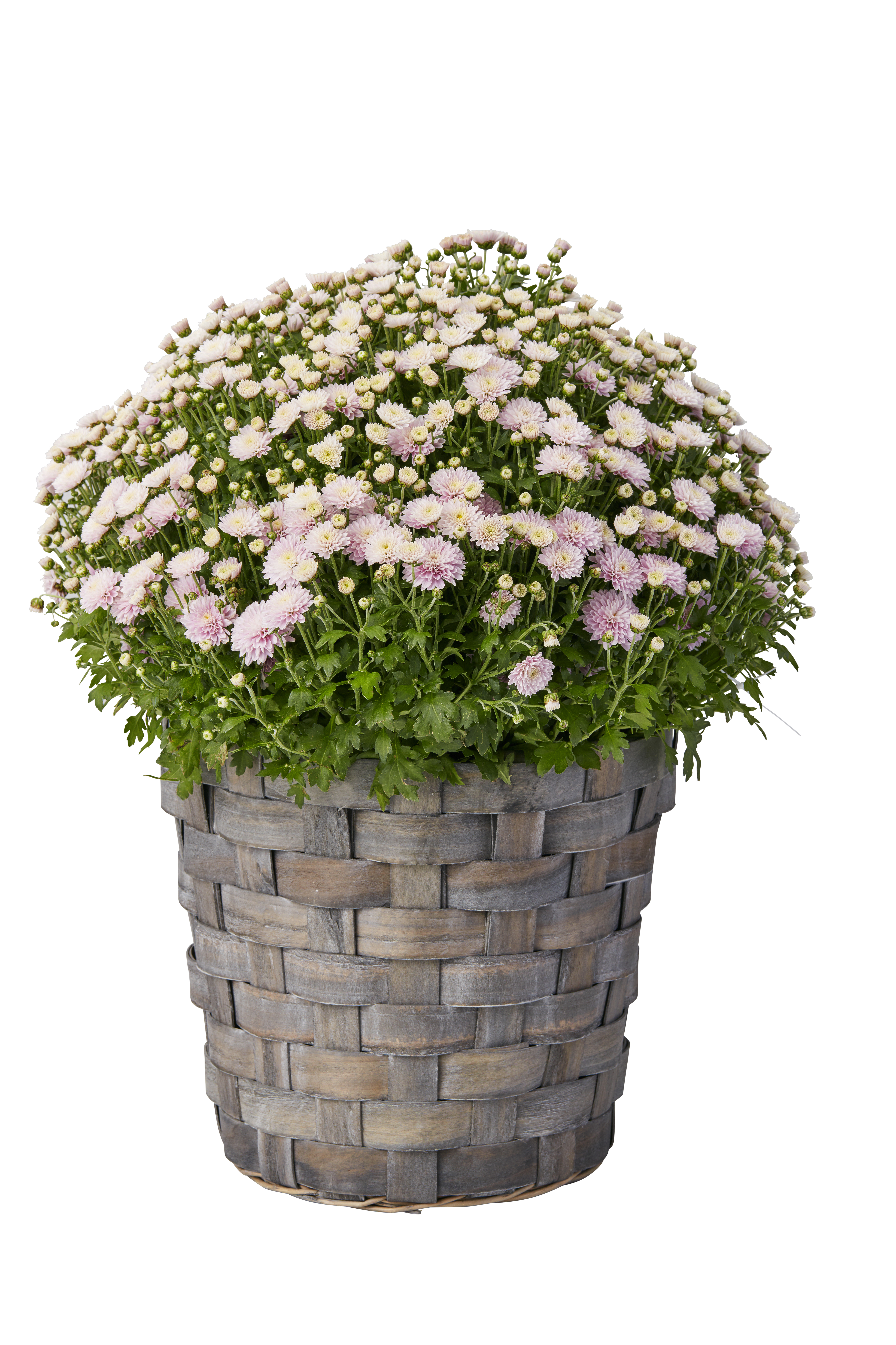 Frilandskrysantemum 'Magnum'