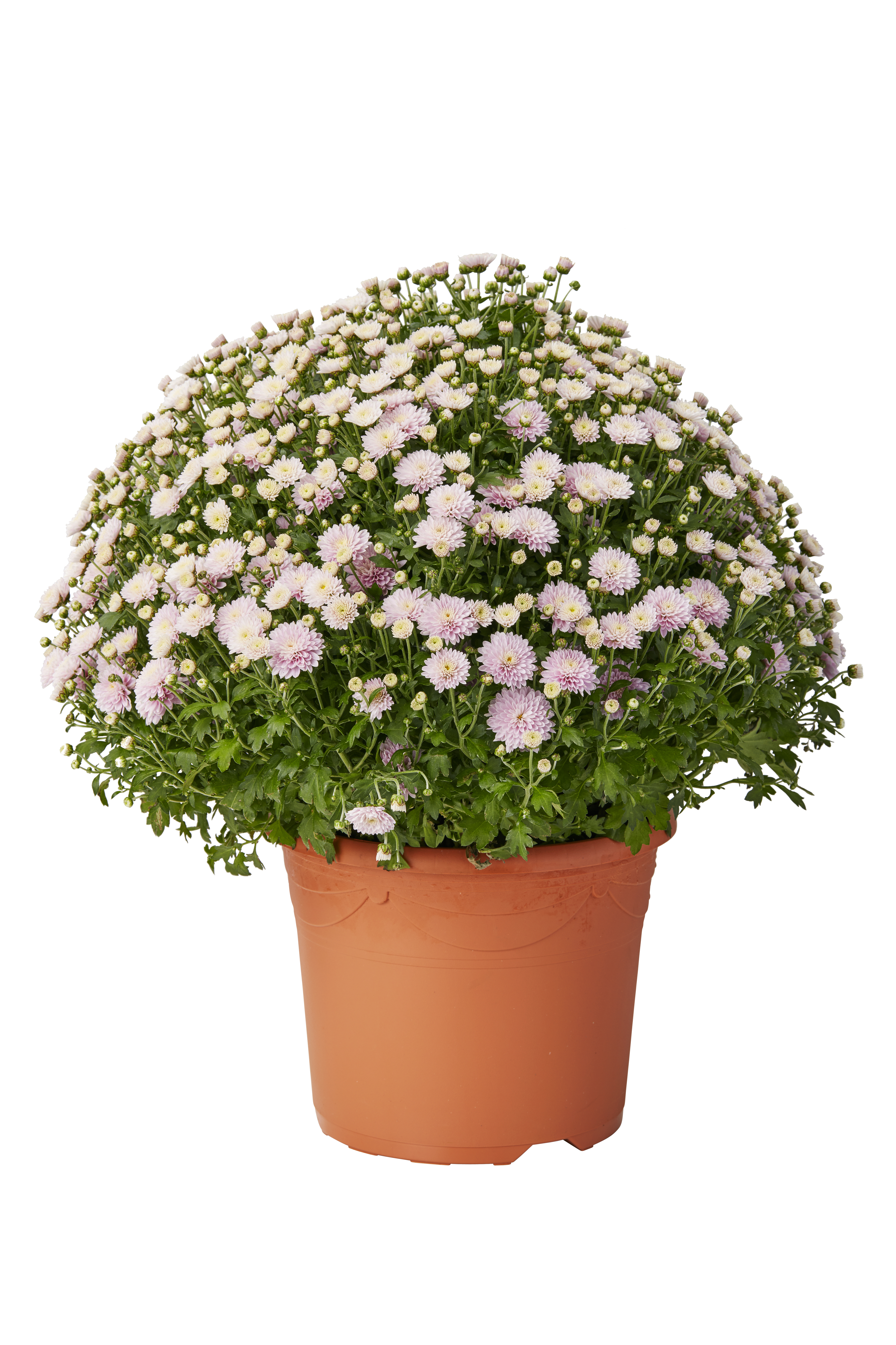 Frilandskrysantemum 'Magnum'