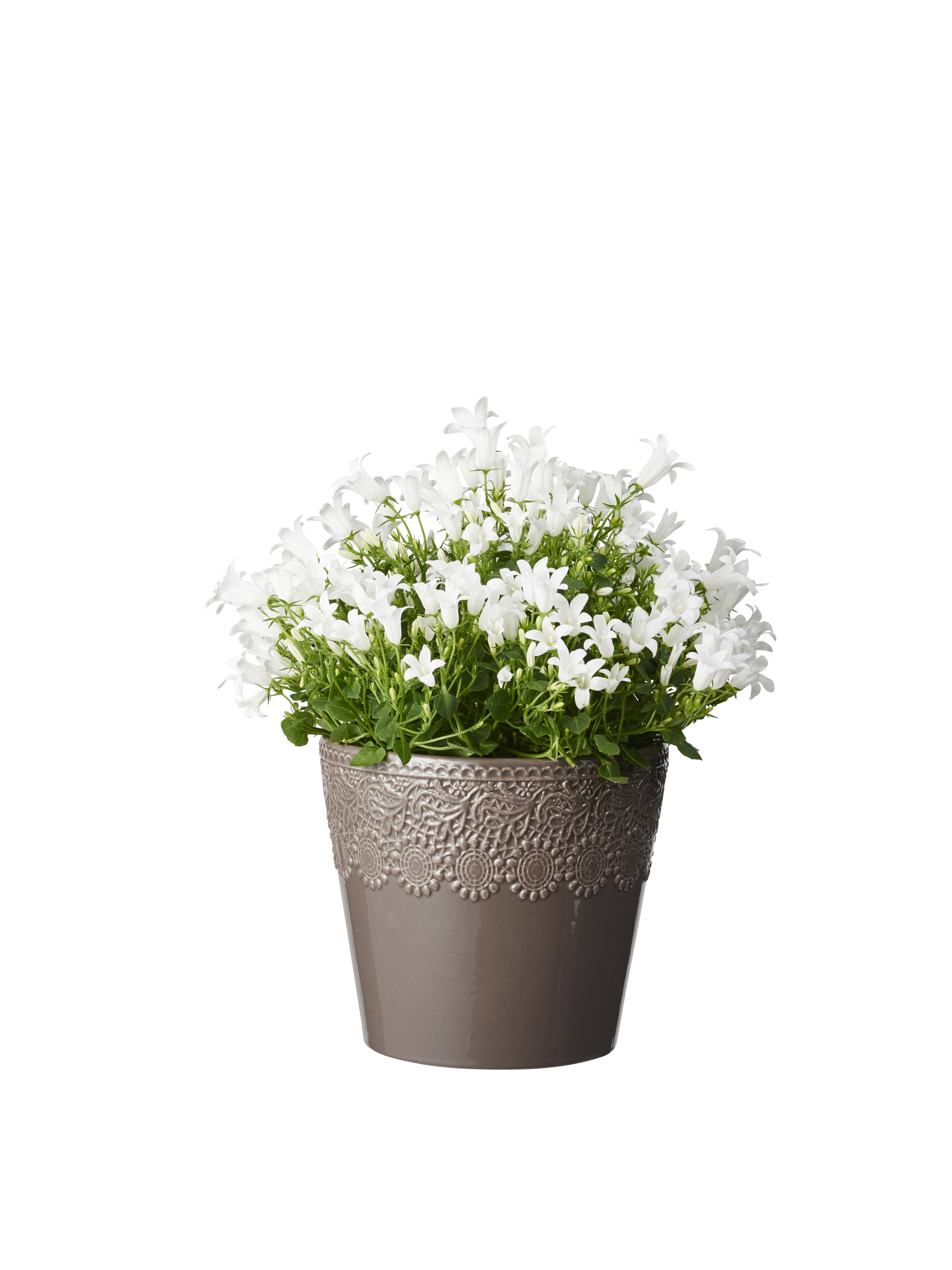 Krypklokke 'Get Mee'