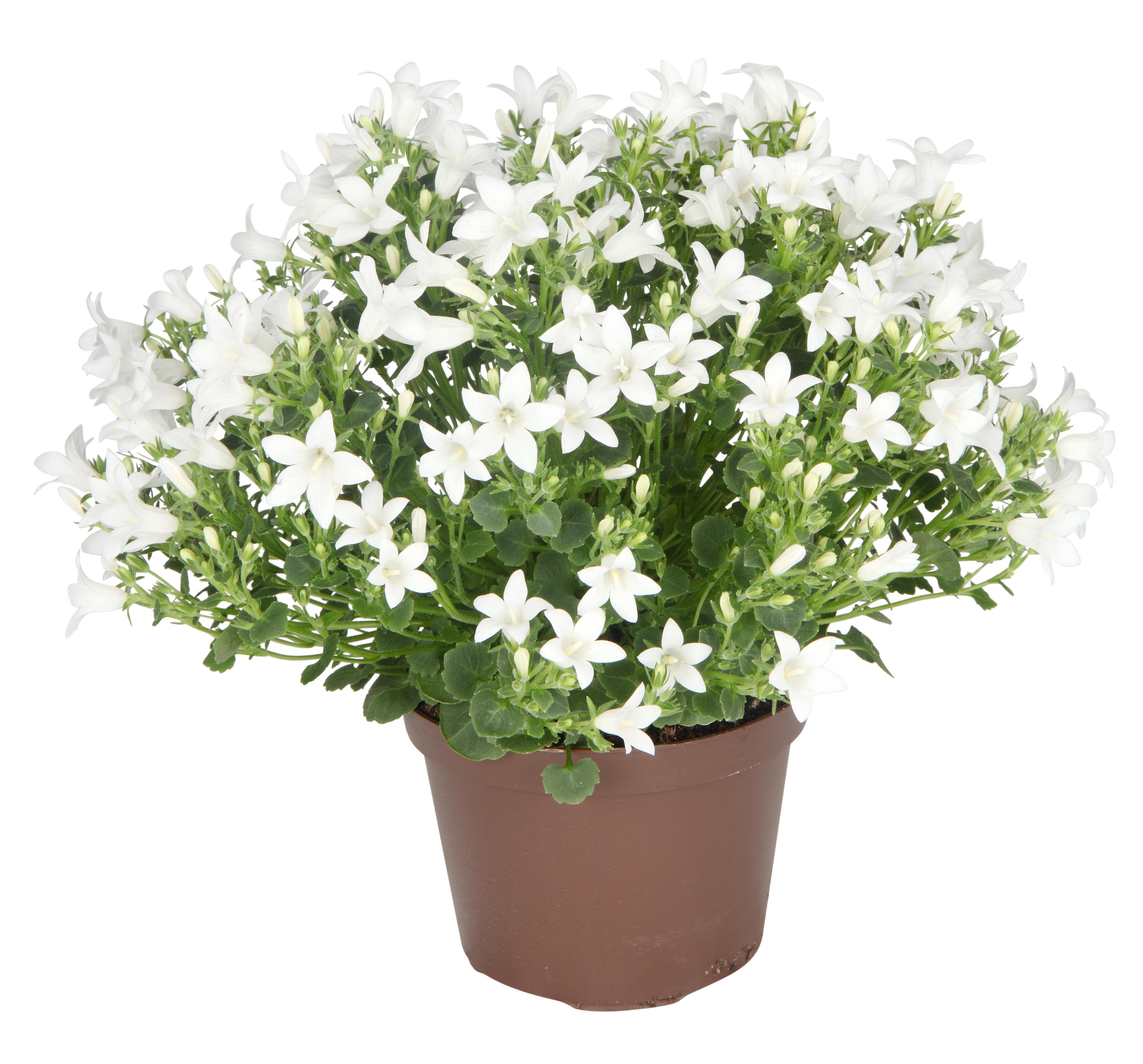 Krypklokke 'Get Mee'