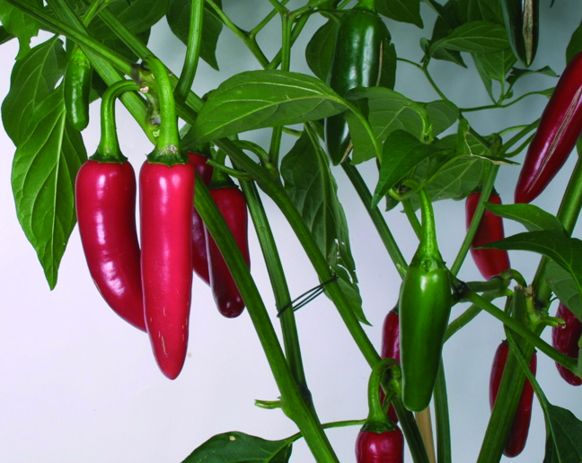 Chili 'Jalapeño'
