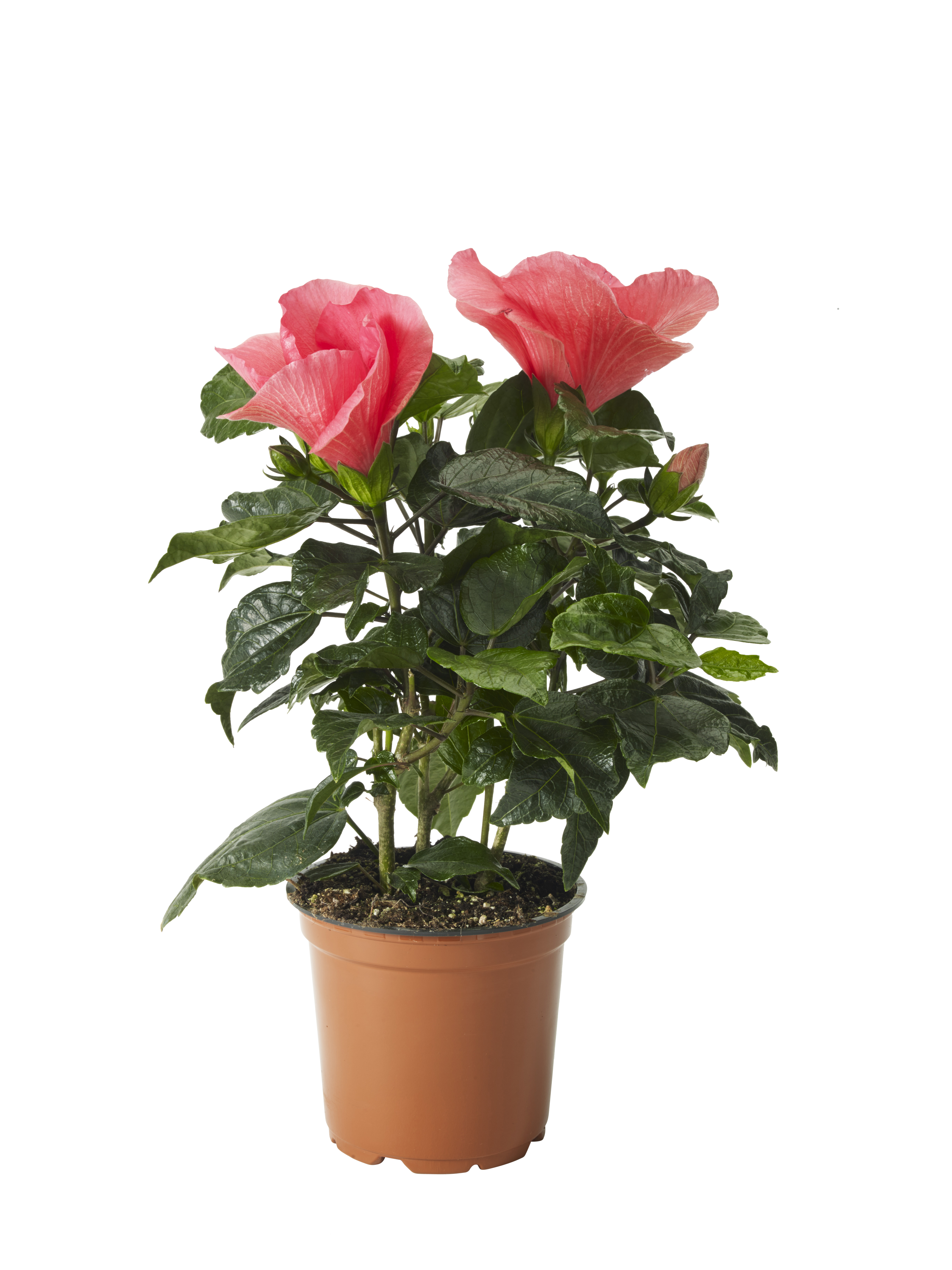 Hibiscus Pink 13 cm