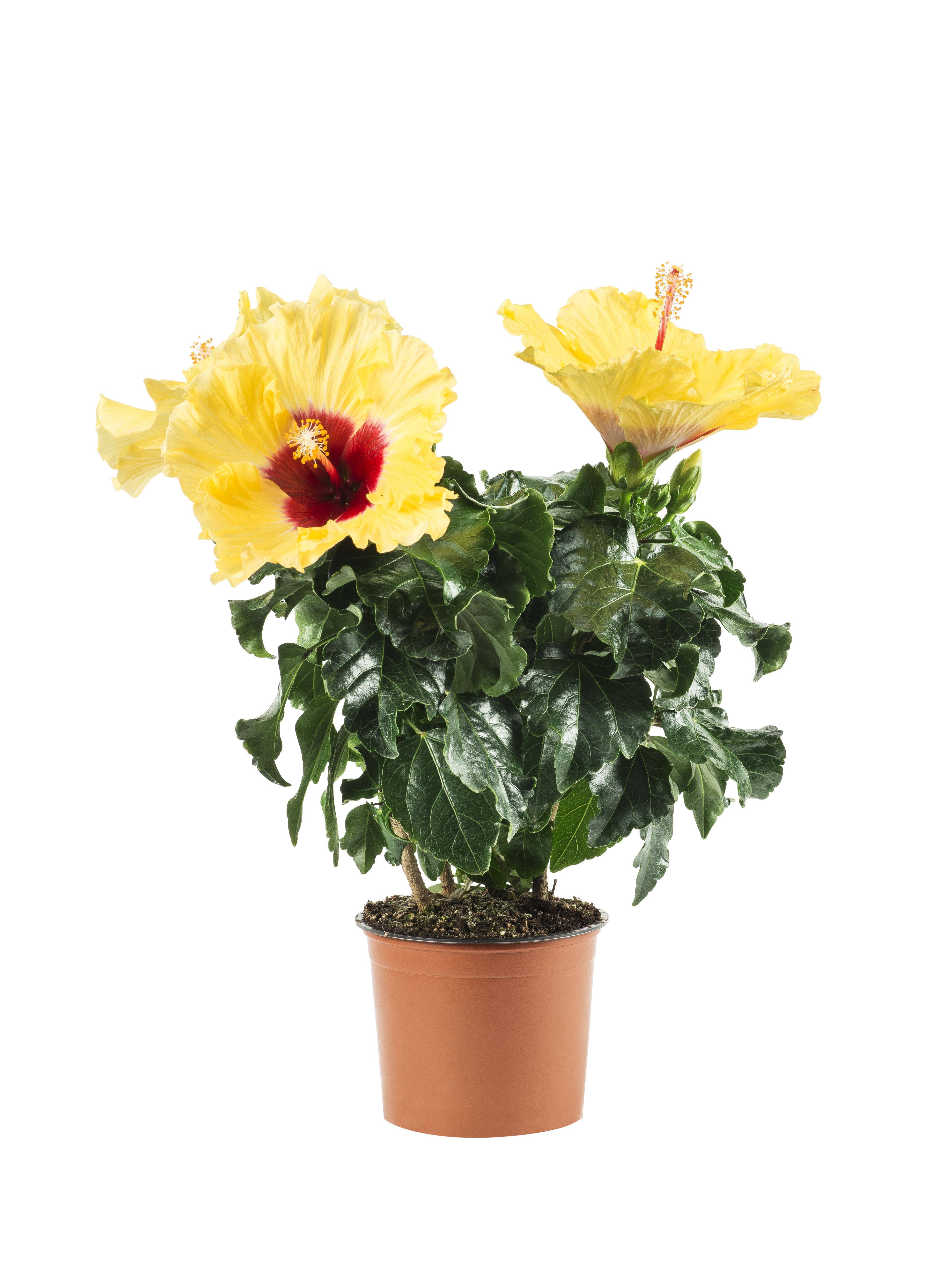 Hibiscus Yellow 13cm