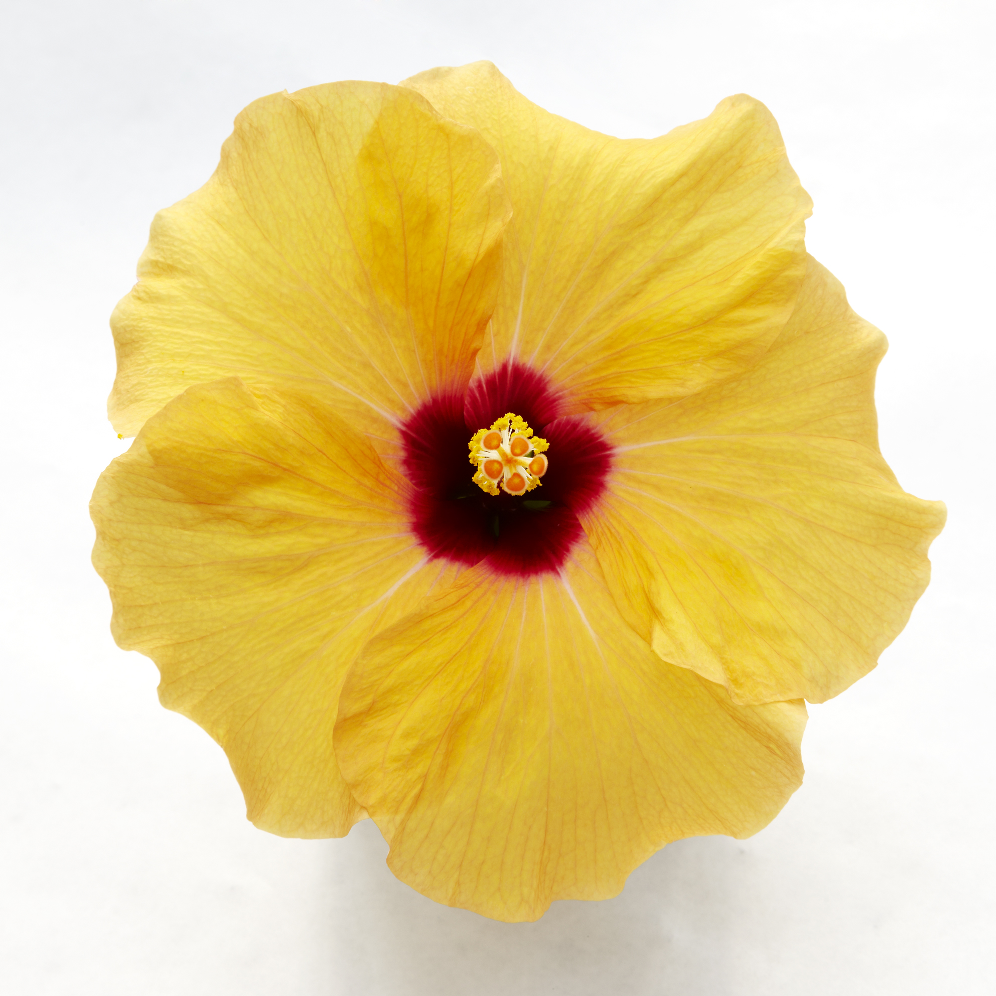 Hibiscus Yellow 13cm