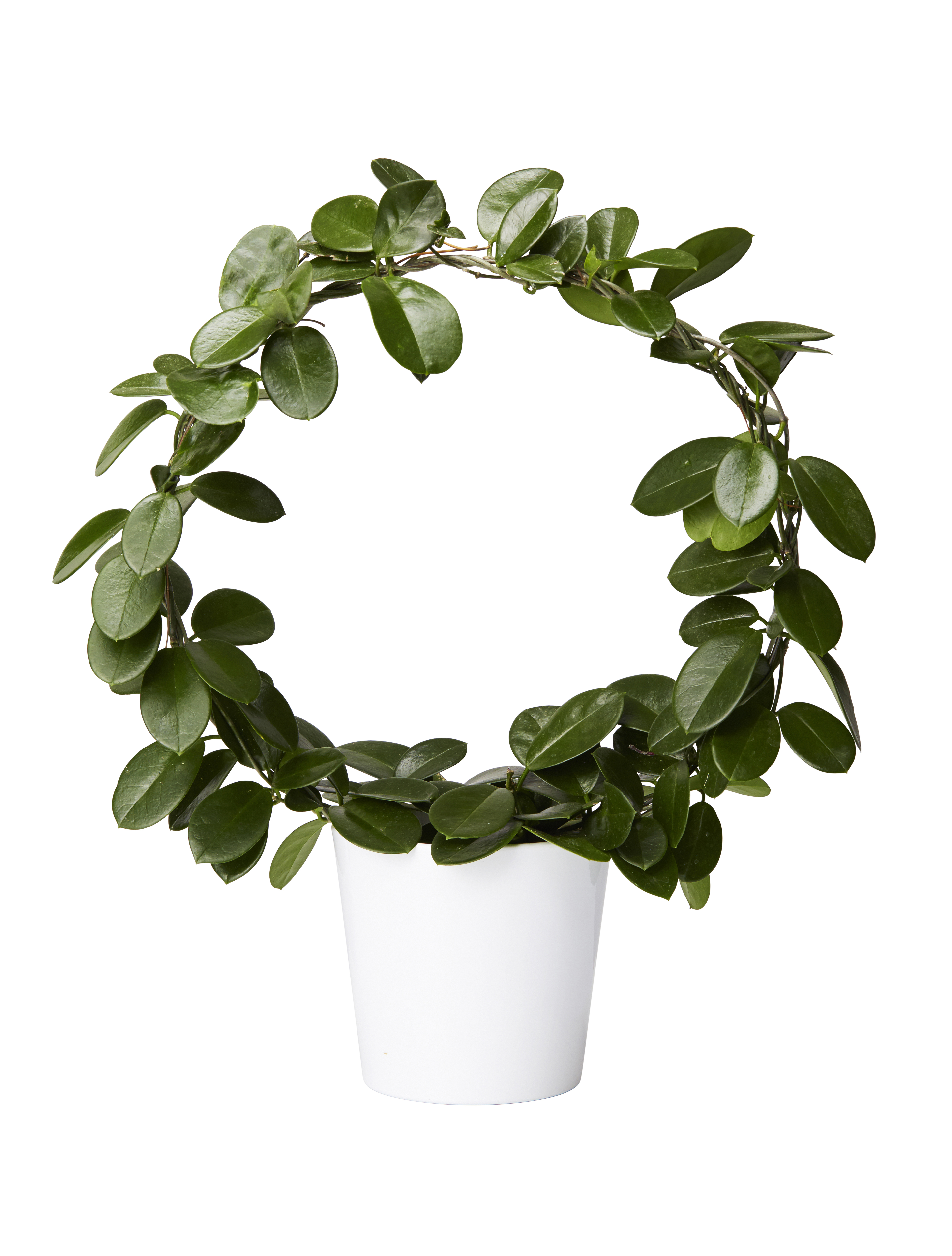 Hoya carnosa 'Australis' on bow