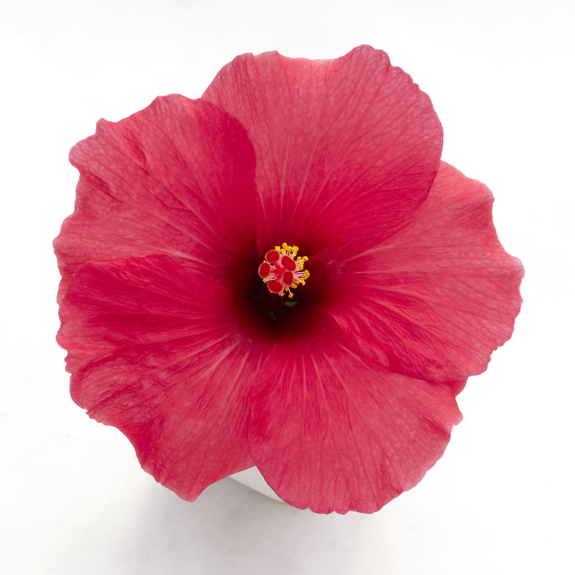 Hibiscus Pink 13 cm