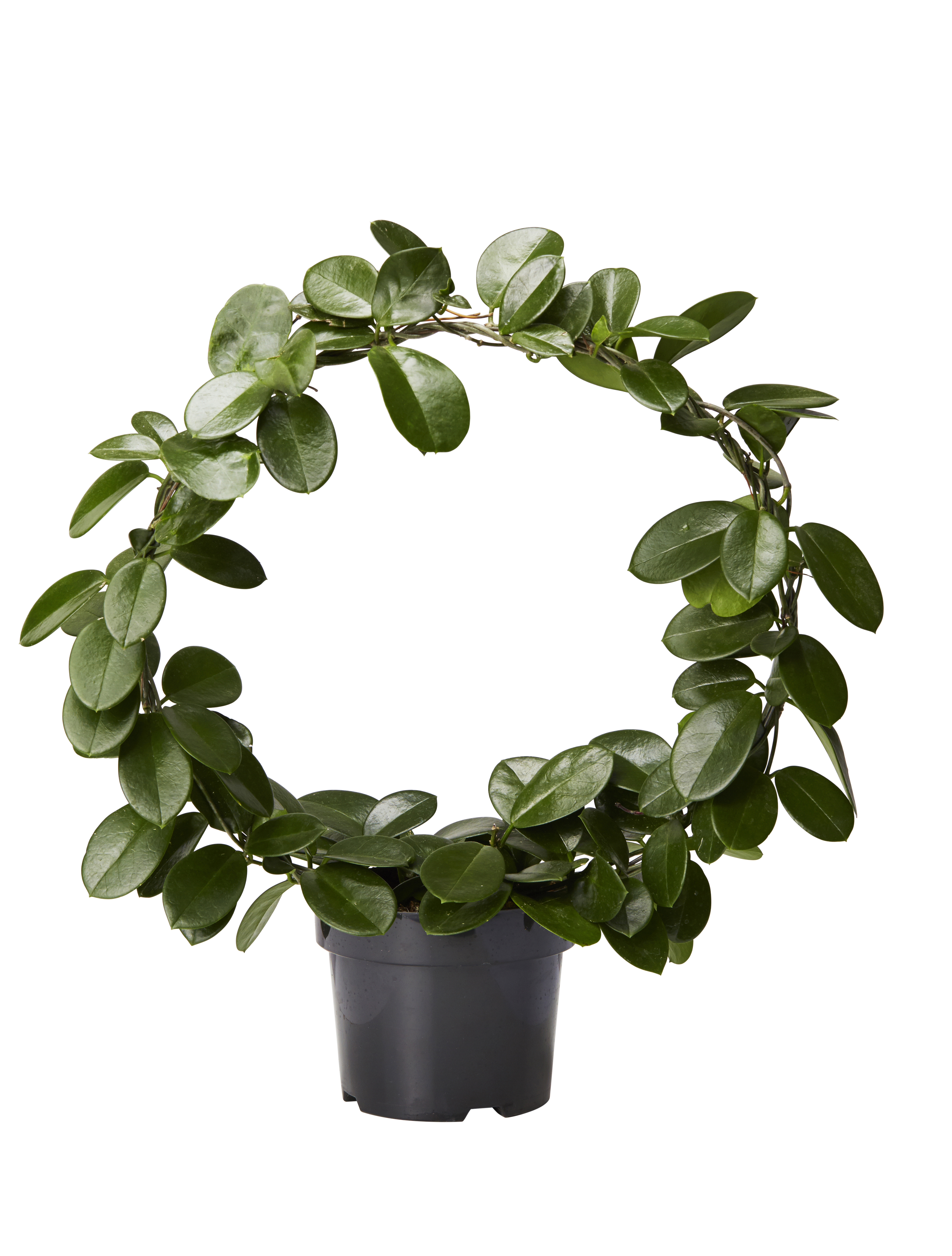 Hoya carnosa 'Australis' on bow