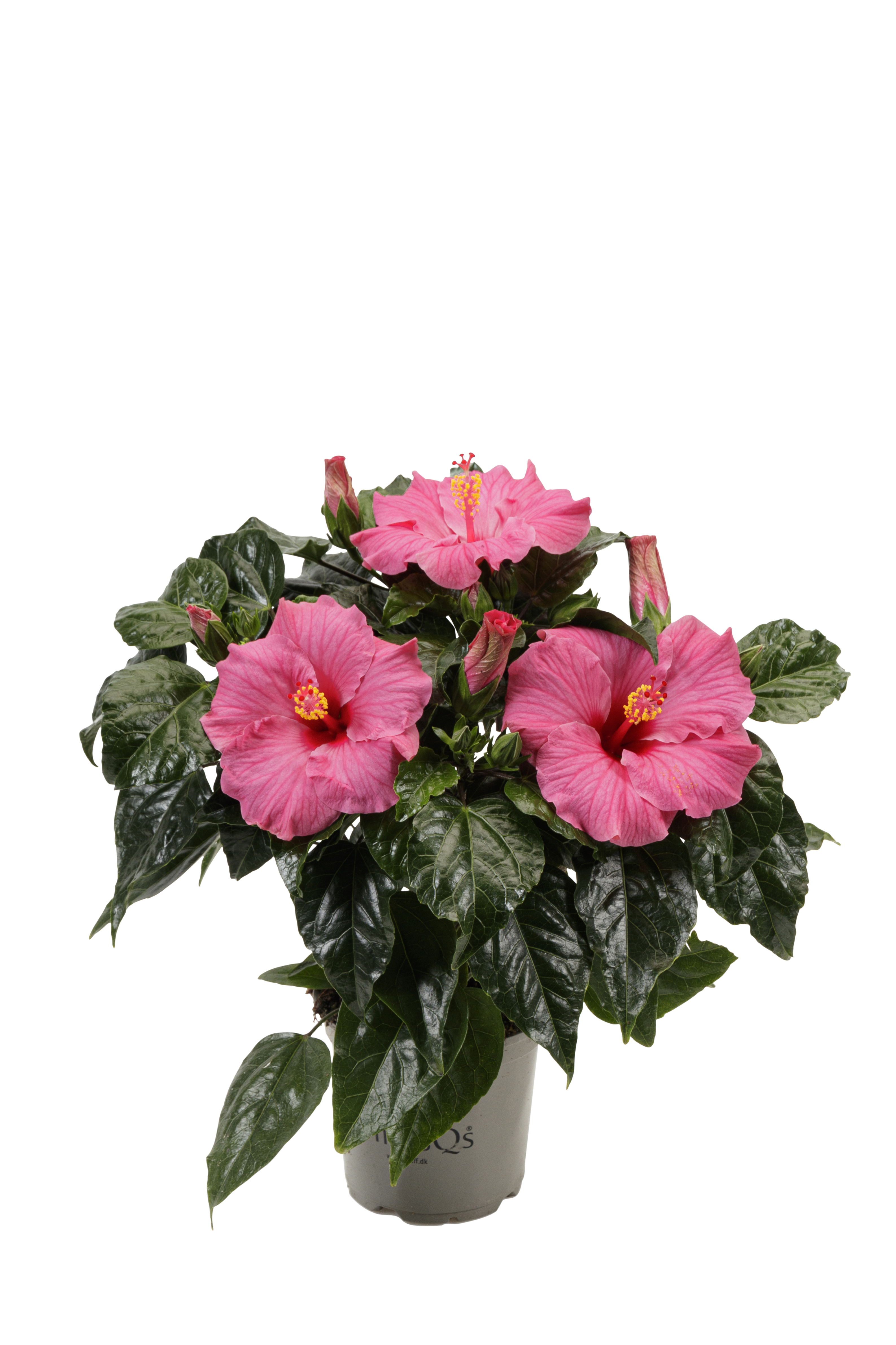 Hibiscus Pink 13 cm