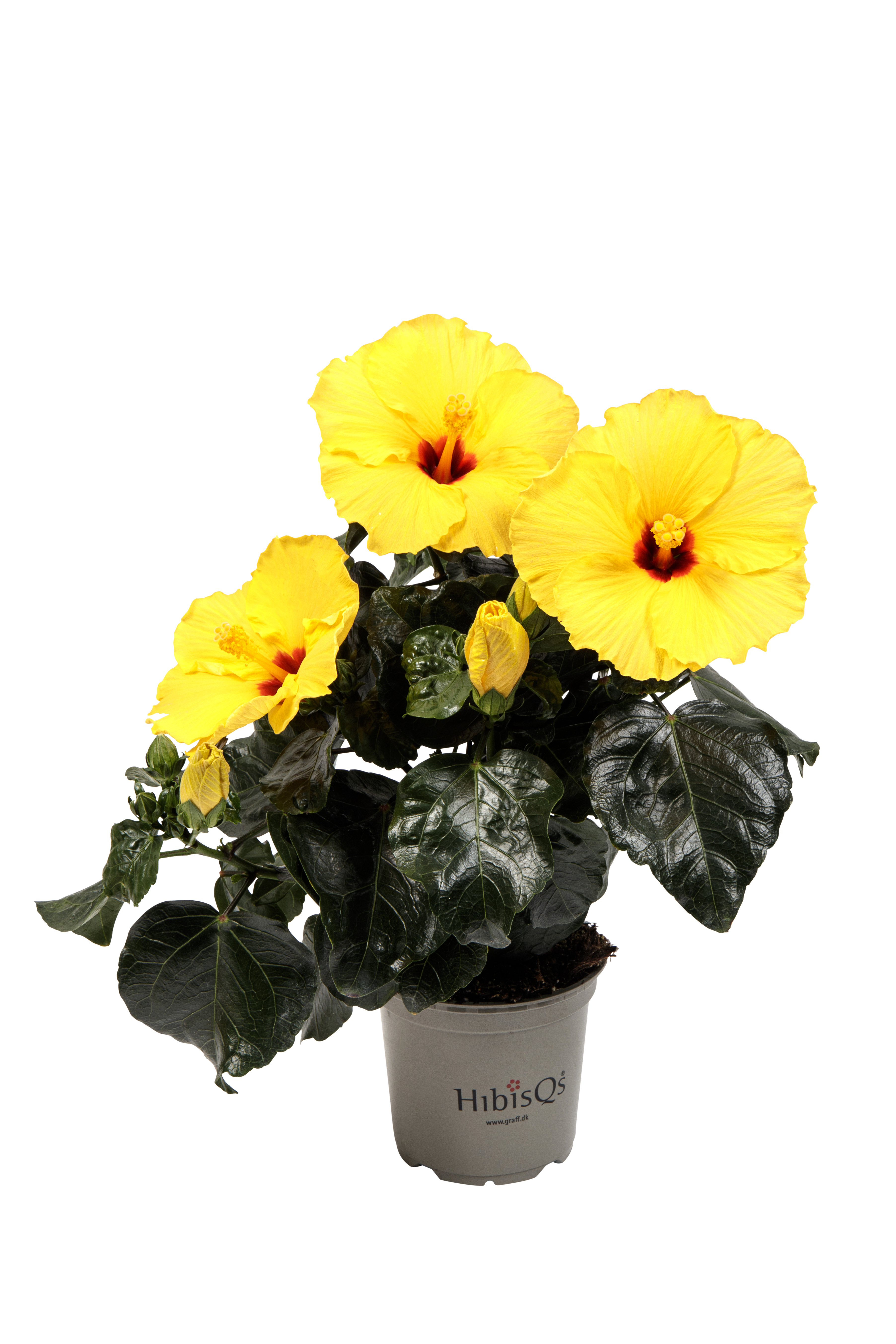 Hibiscus Yellow 13cm
