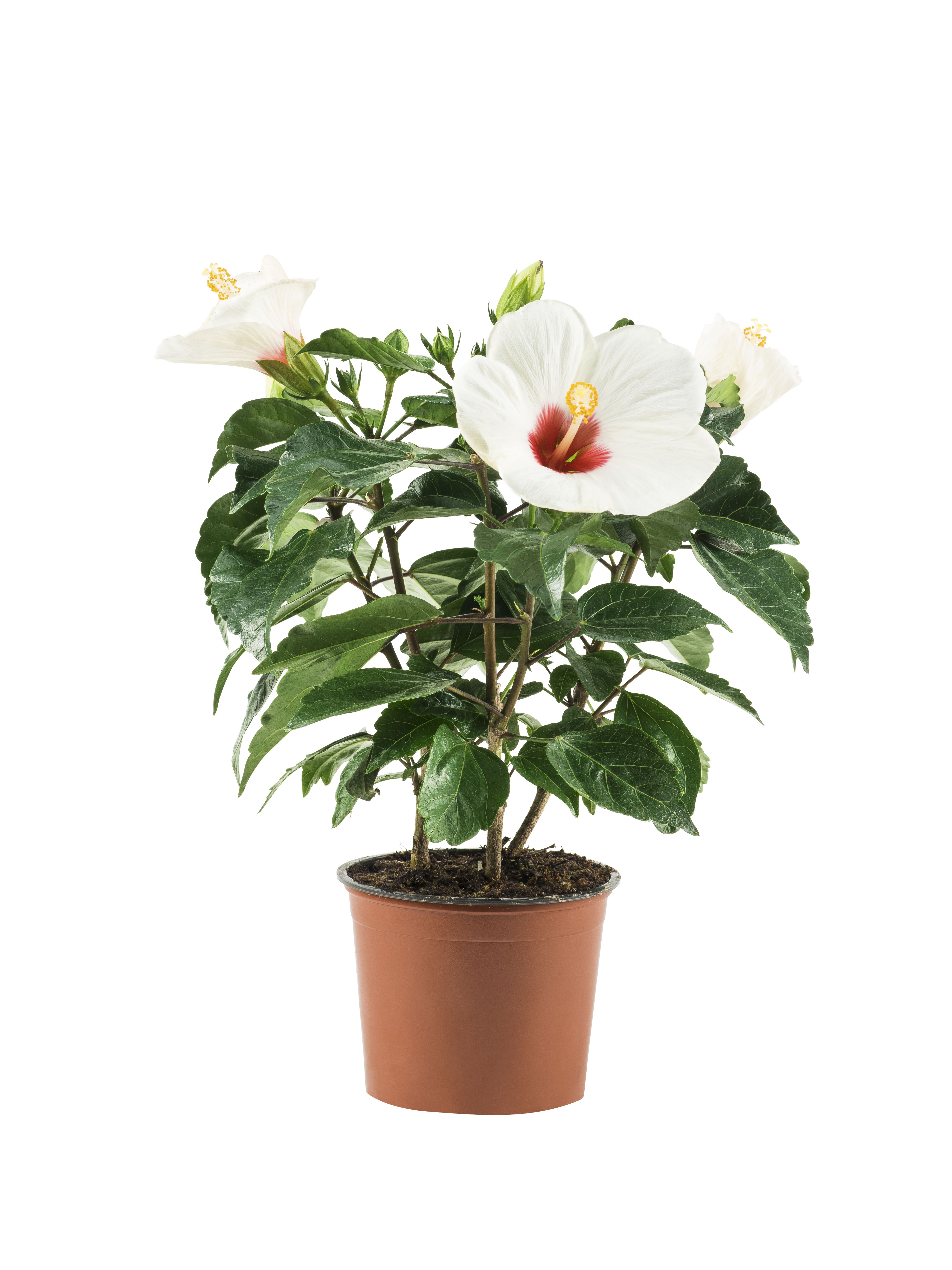 Hibiscus White 13 cm