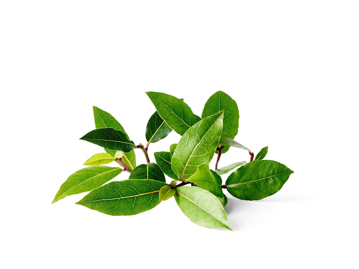 Laurus nobilis 11,5 cm