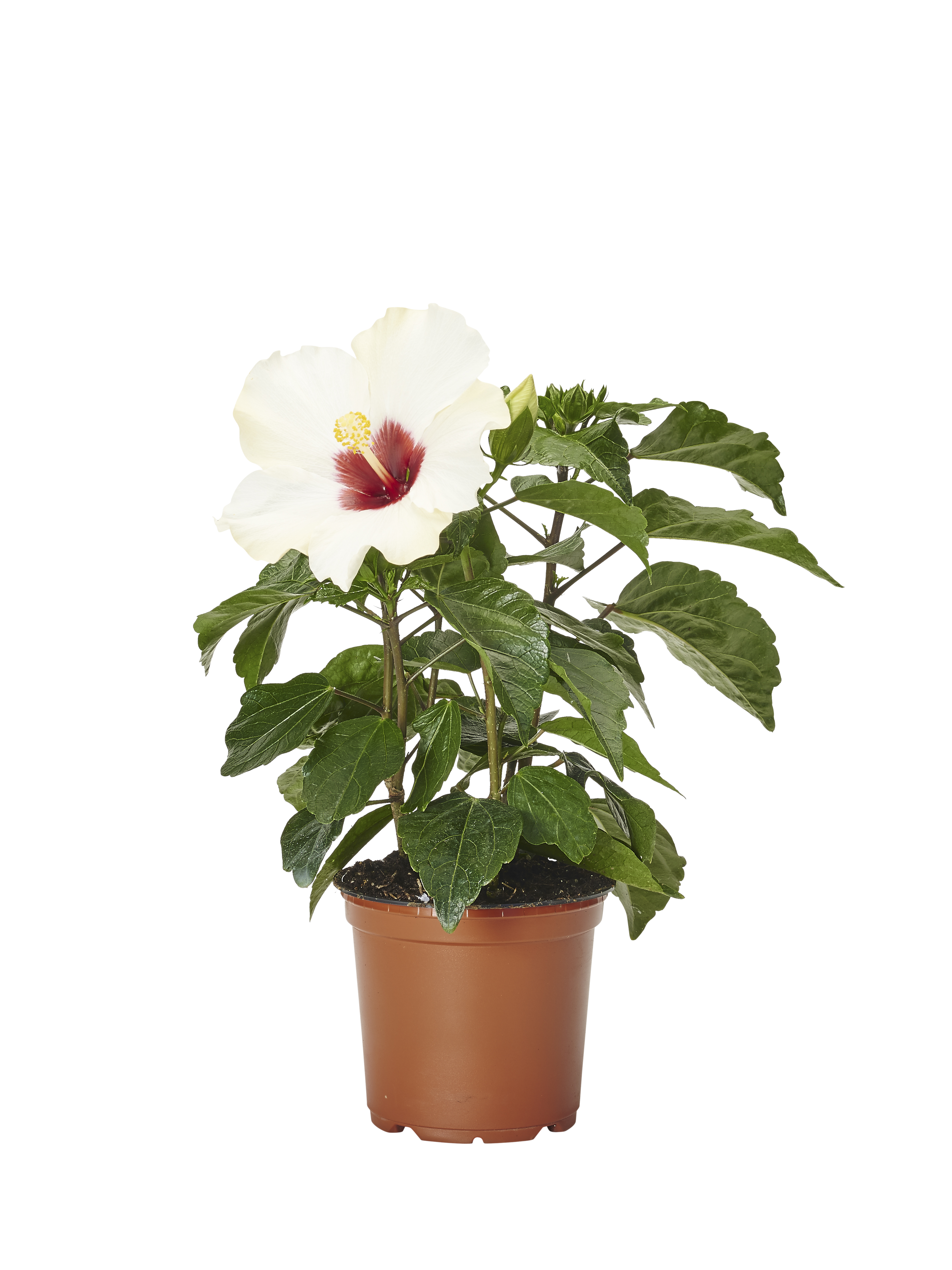 Hibiscus White 13 cm