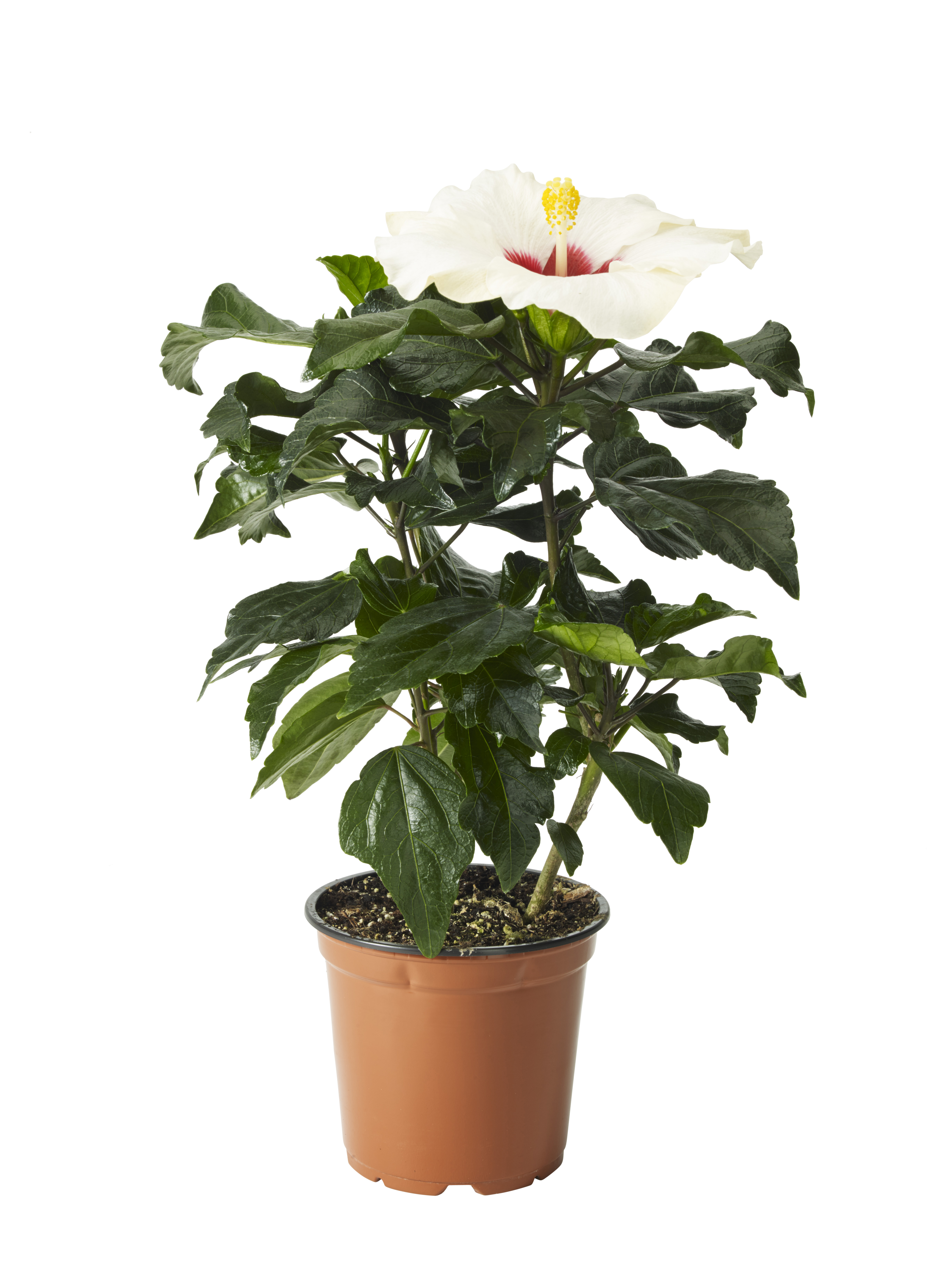 Hibiscus White 13 cm