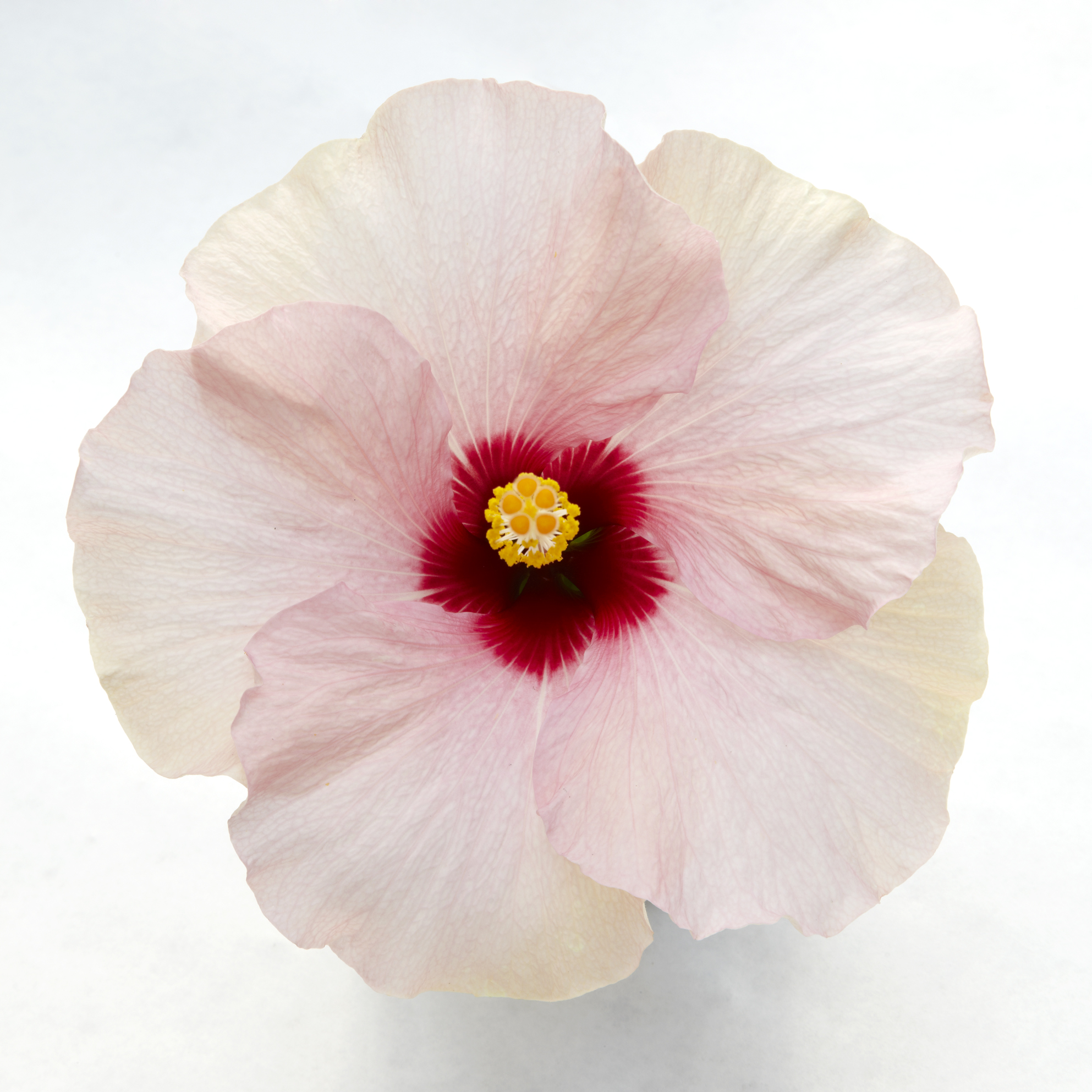 Hibiscus White 13 cm