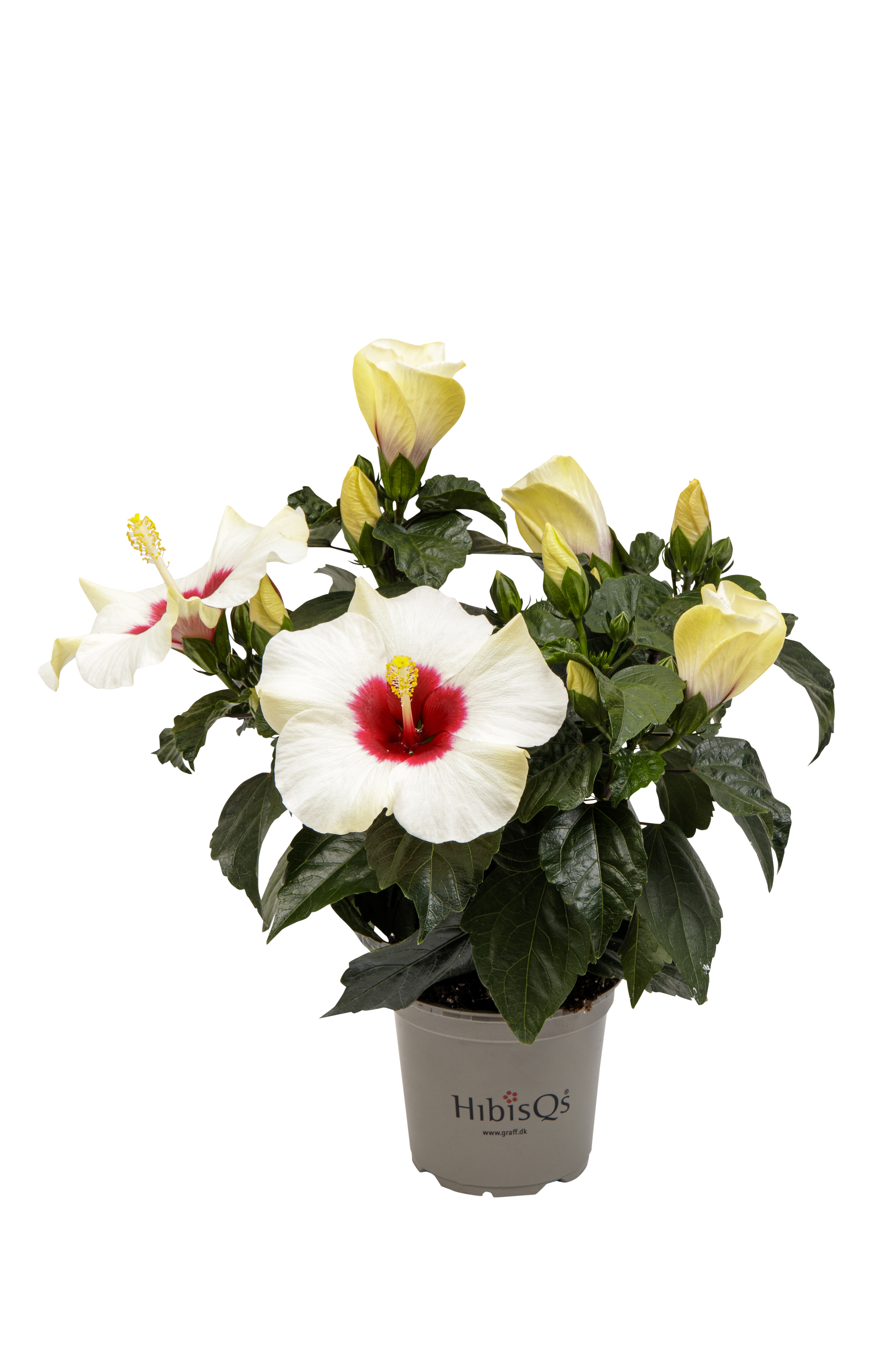 Hibiscus White 13 cm