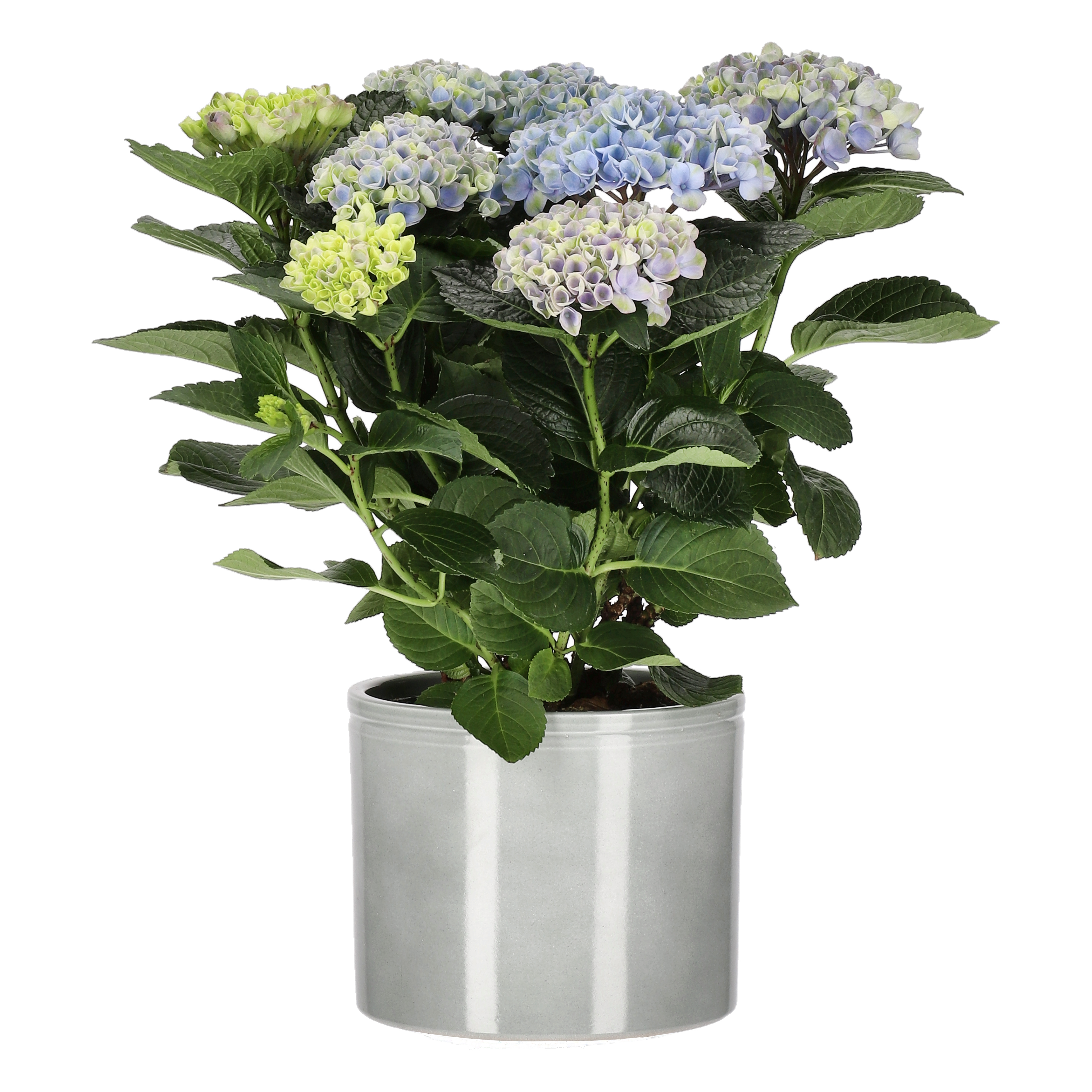 Hydrangea 'Magical' 14 cm