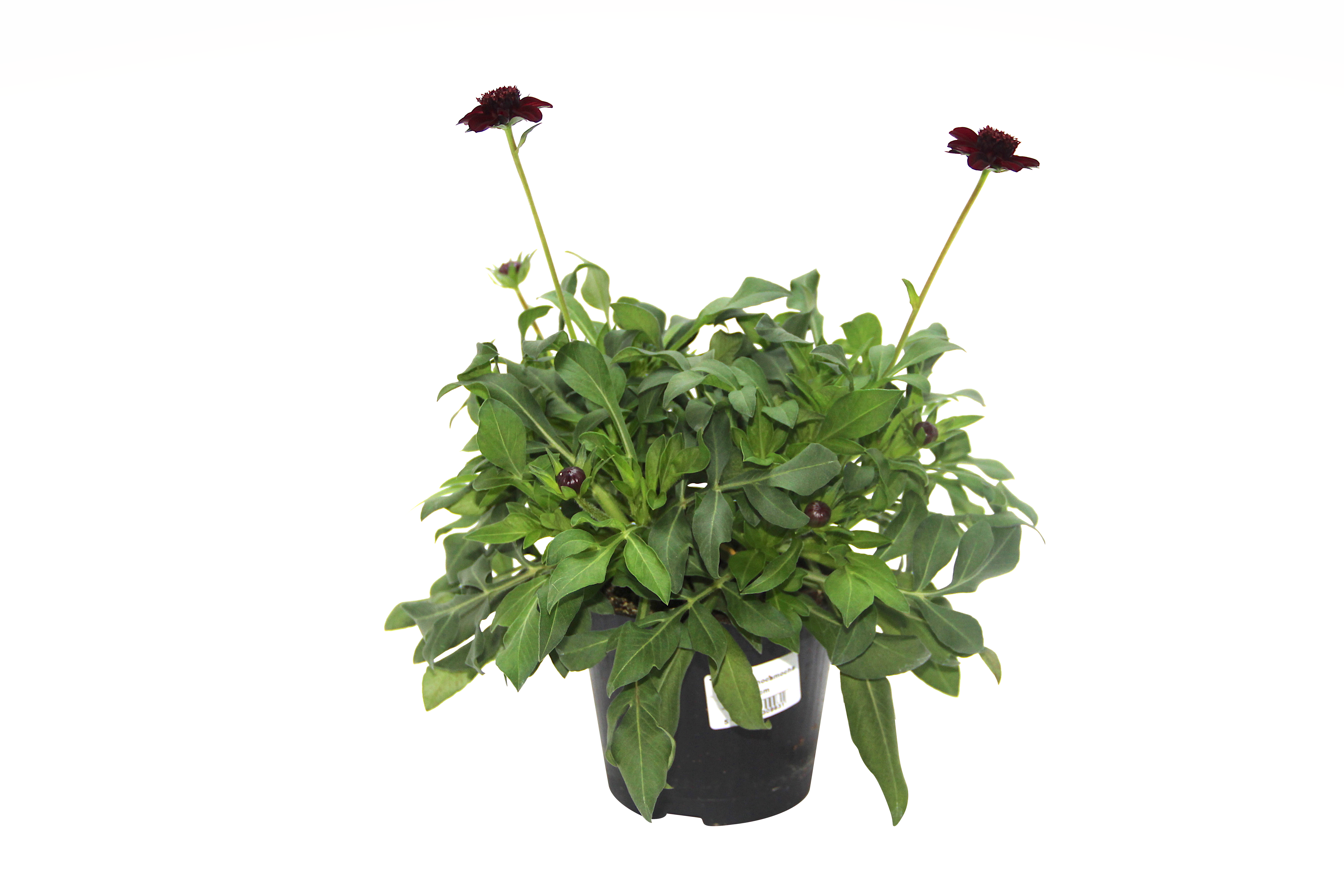 Sjokoladekosmos 'Chocomocha'