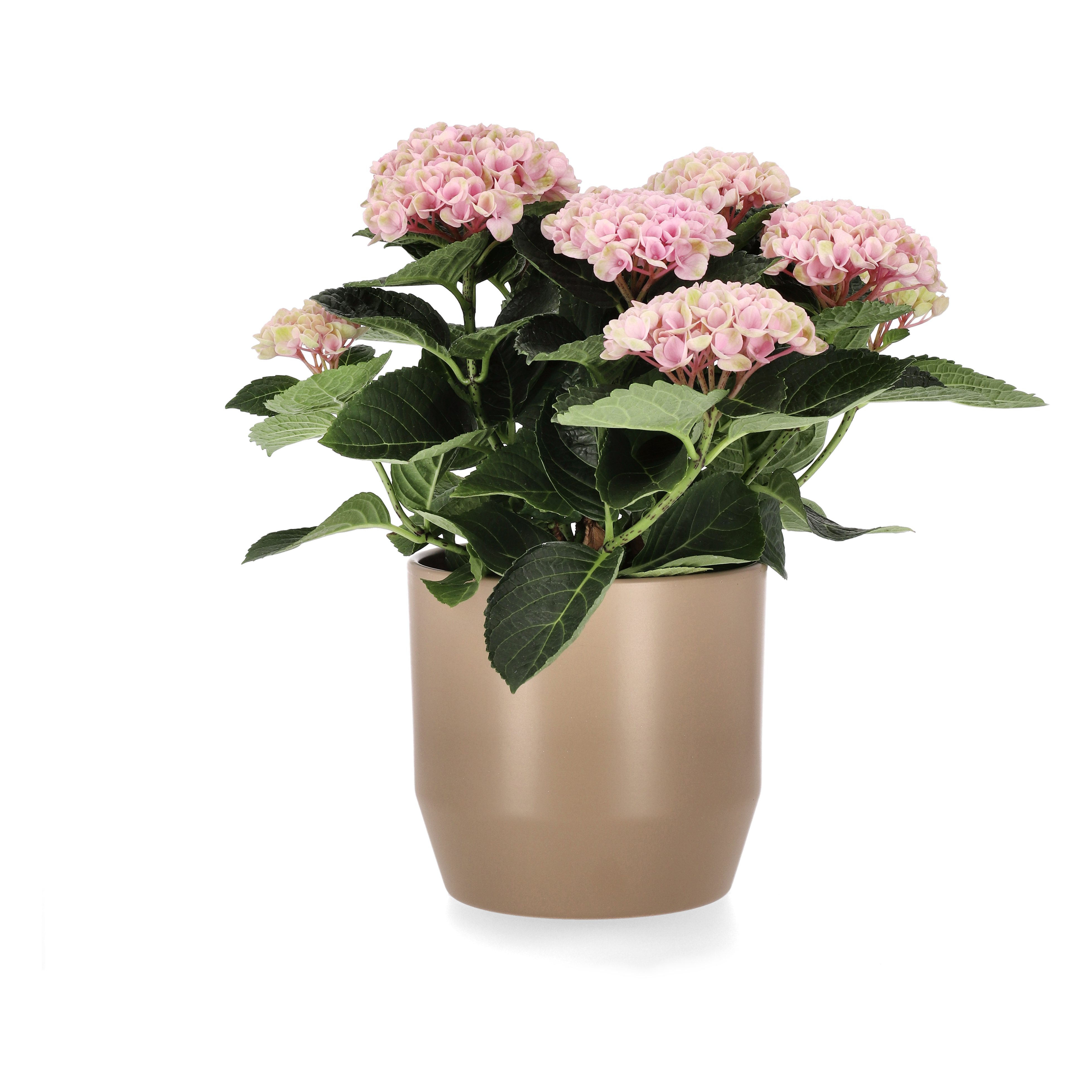 Hydrangea 'Magical' 14 cm