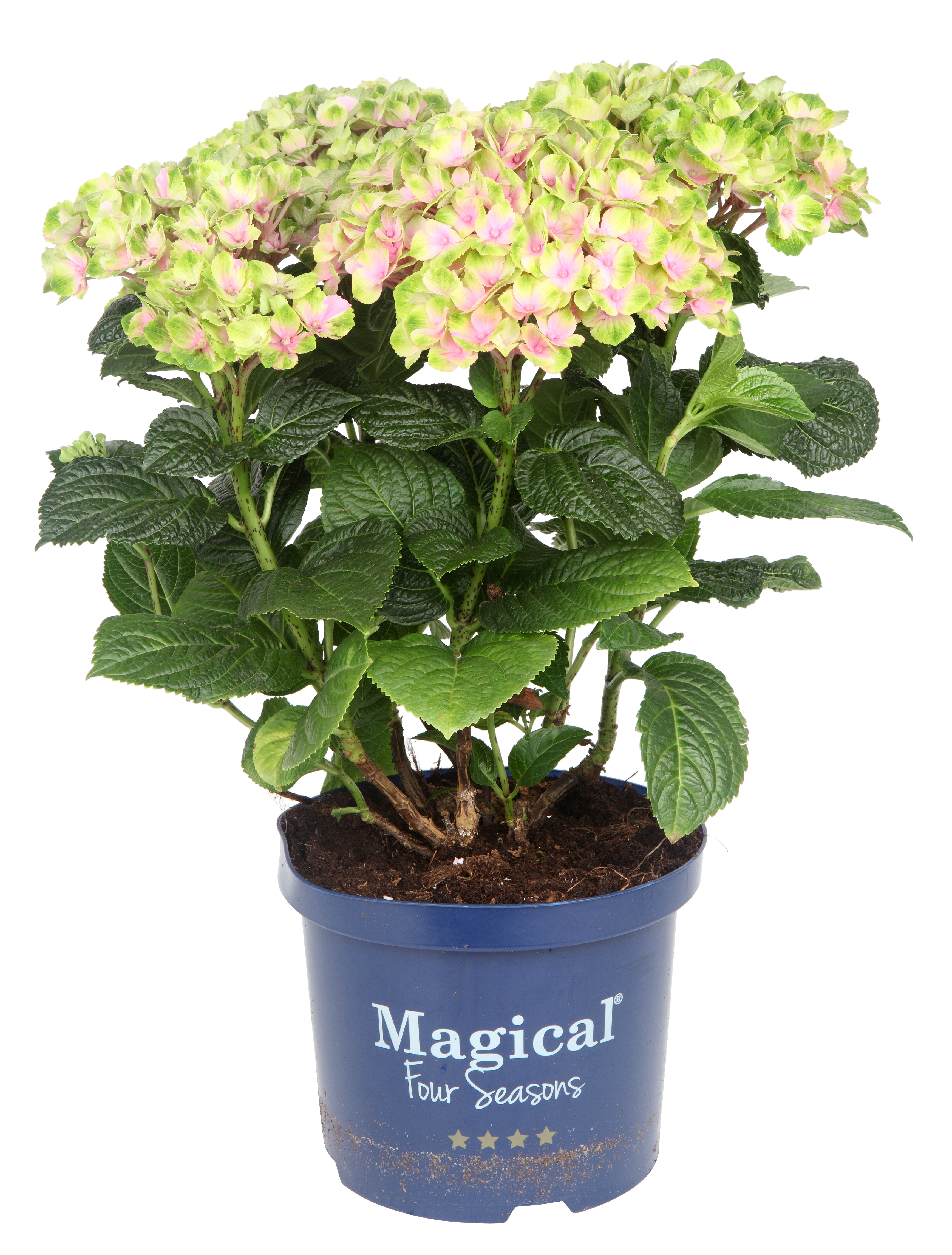 Hydrangea macrophylla 'Magical' 23cm