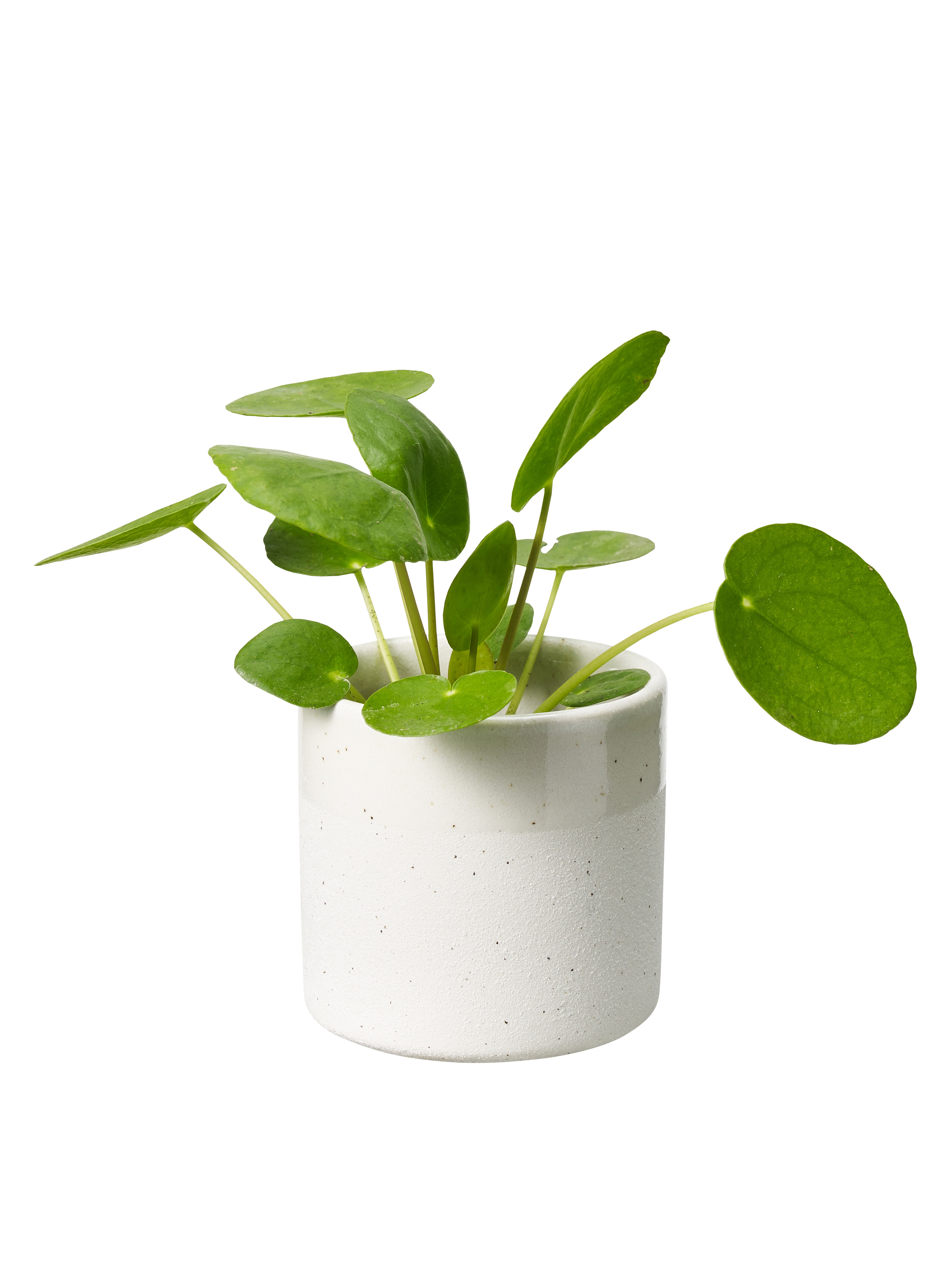 Pilea peperomioides 6 cm
