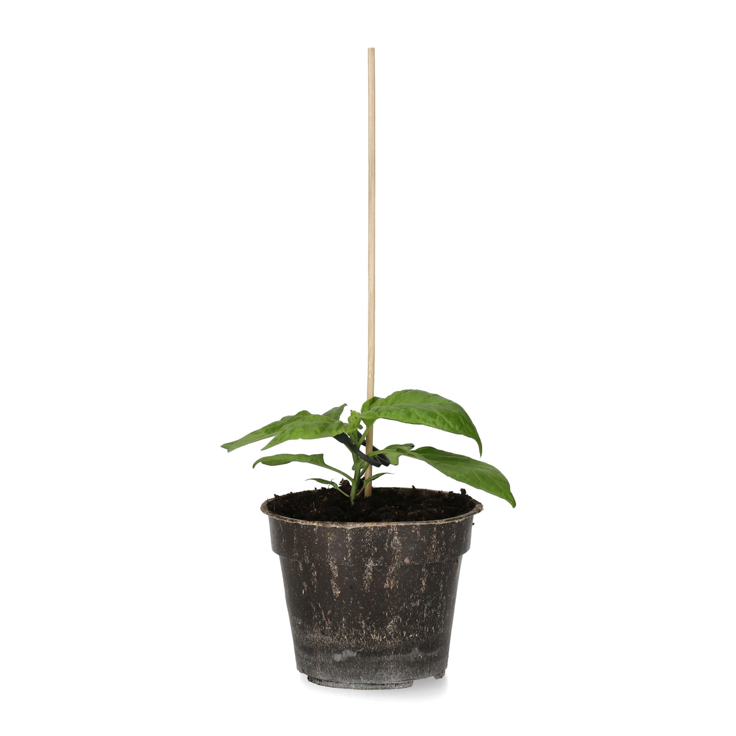 All N. Capsicum Chili 'Trinidad Maruga Scorpion' 10,5 cm