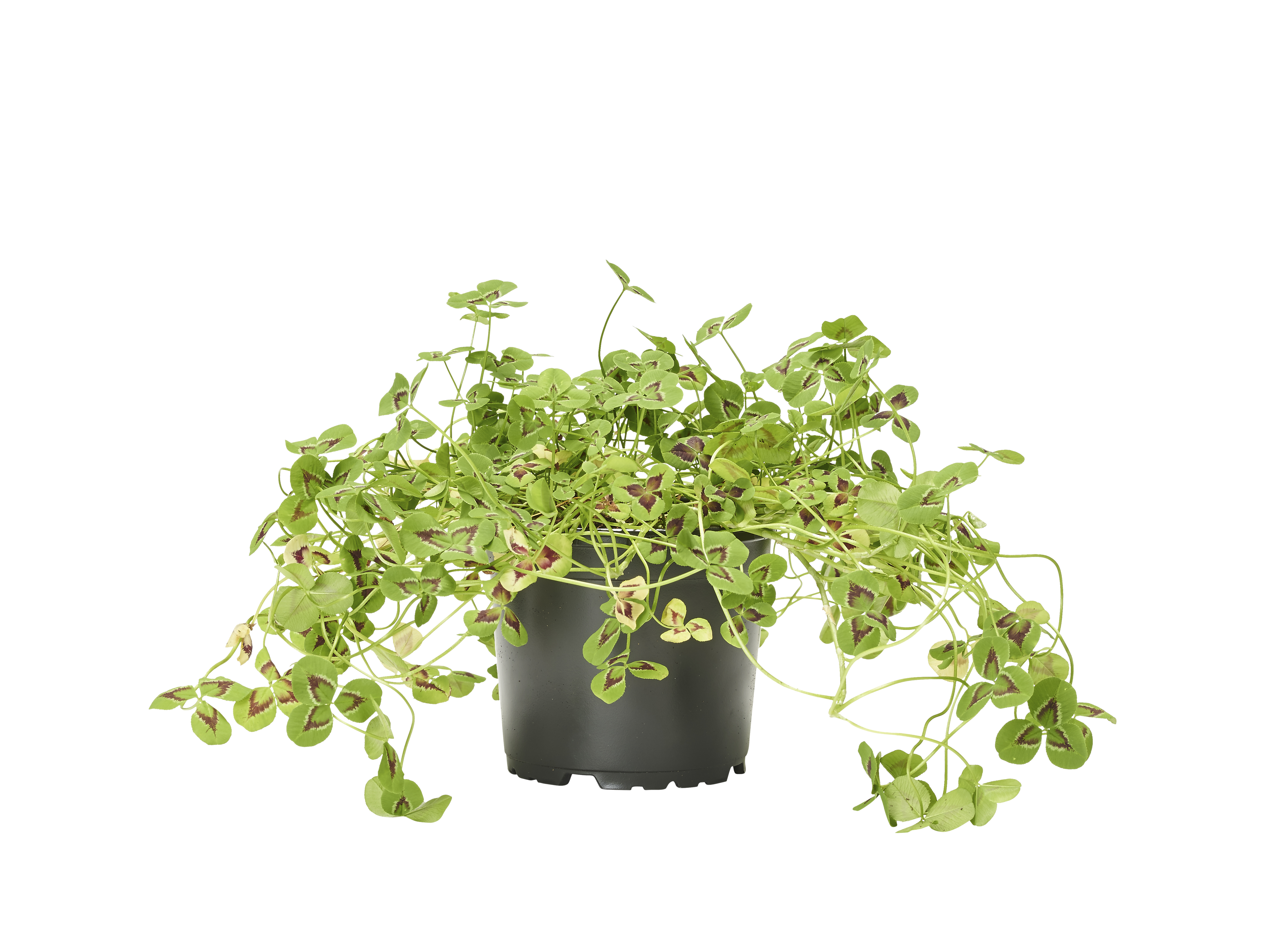 Prydnadsklöver 'Sweet Mike'