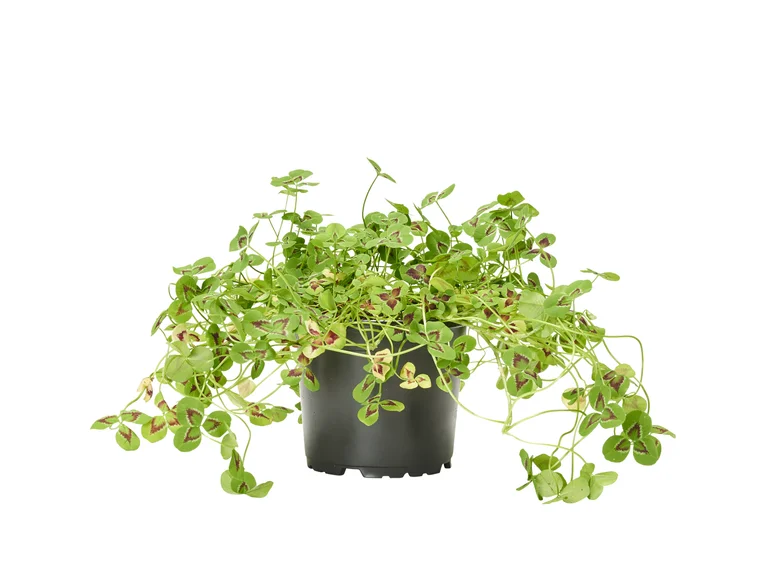 Prydnadsklöver Sweet Mike