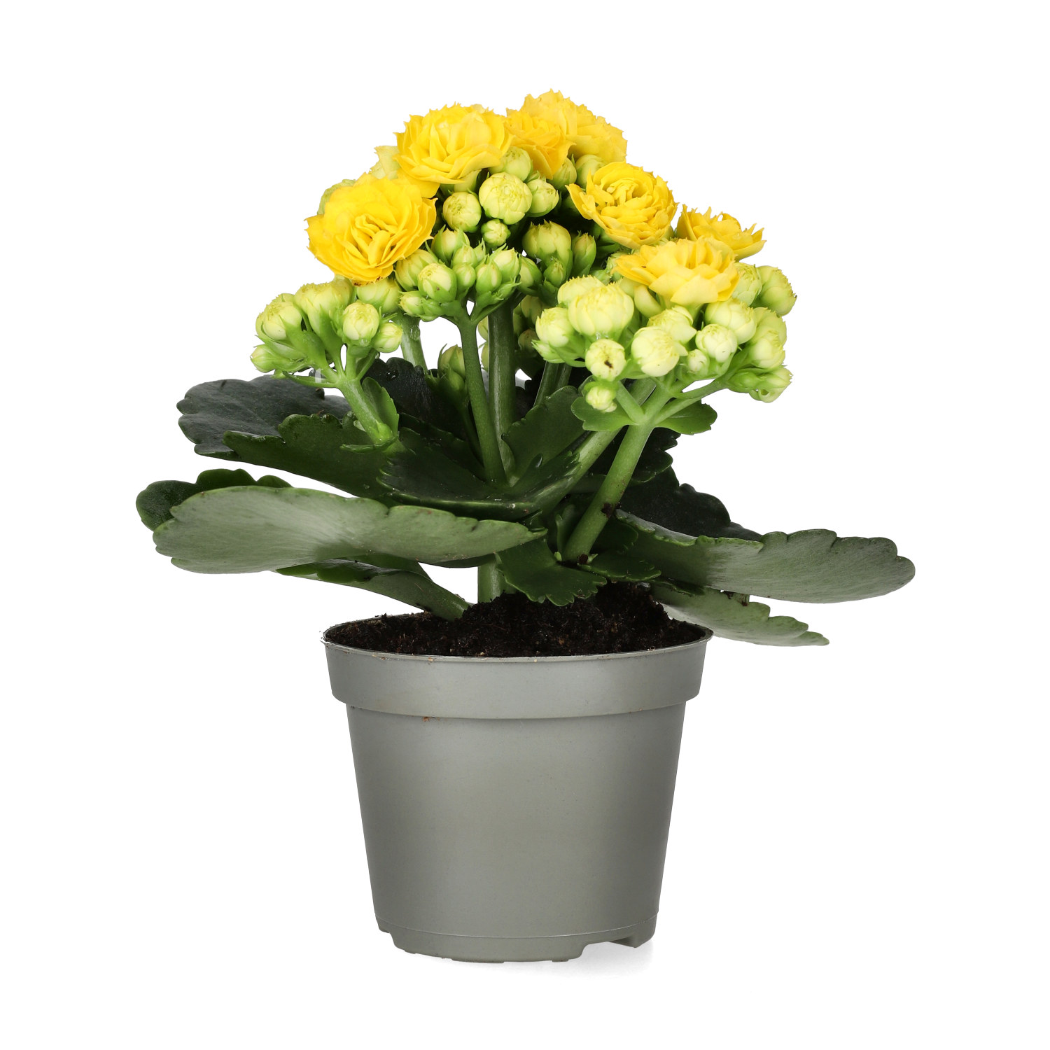 Kalanchoe