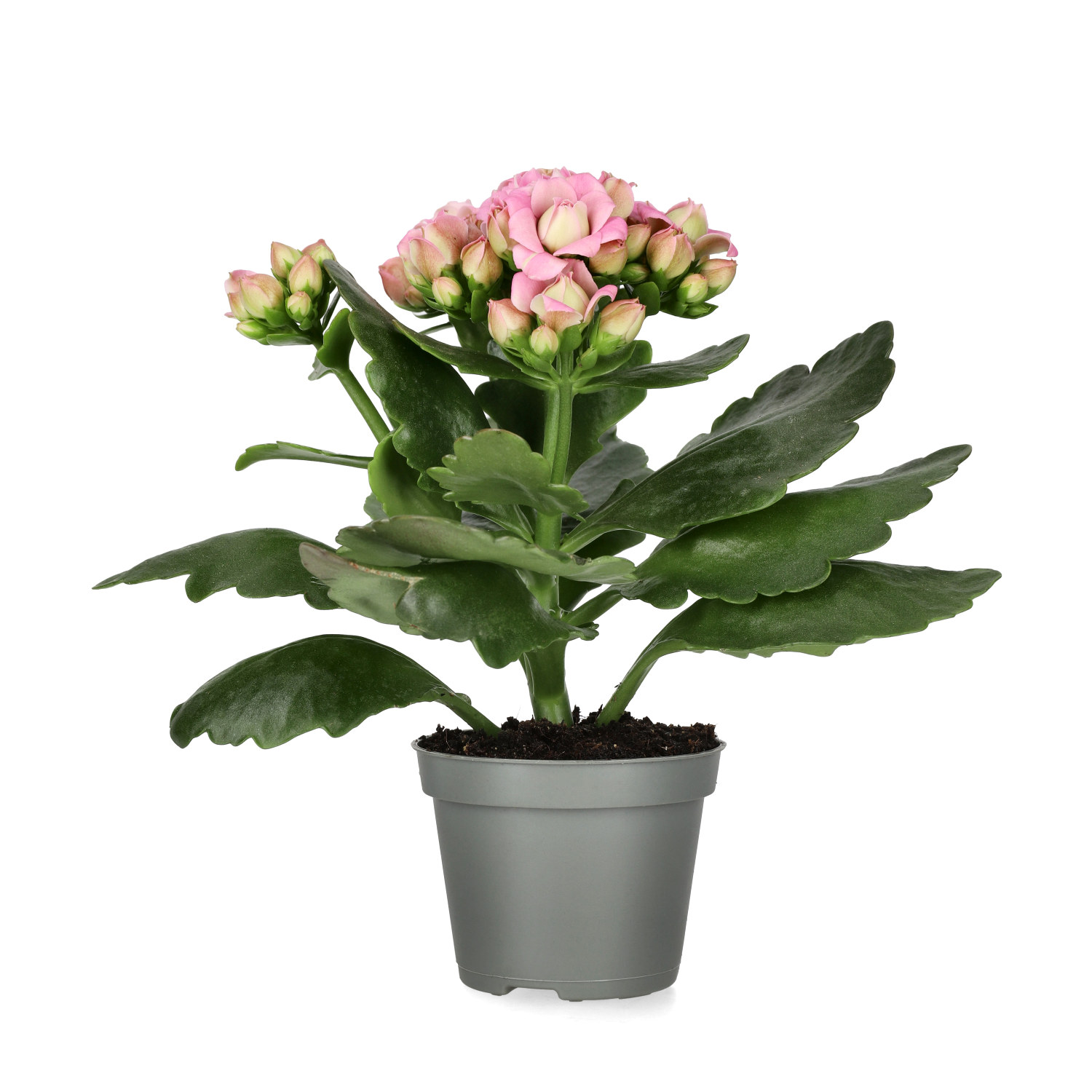 Kalanchoe Mini Light Pink 6 cm