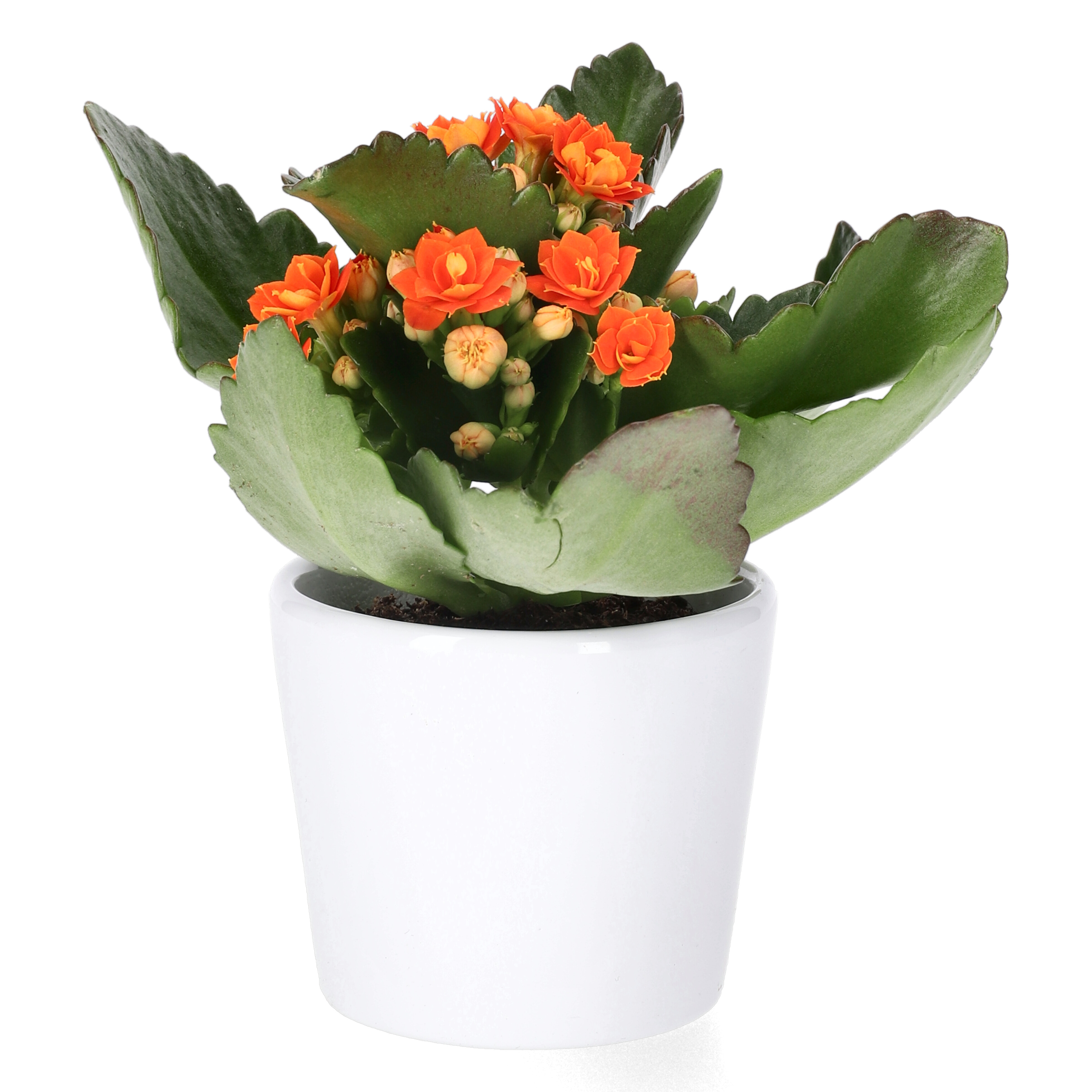 Kalanchoe Mini Orange 6 cm