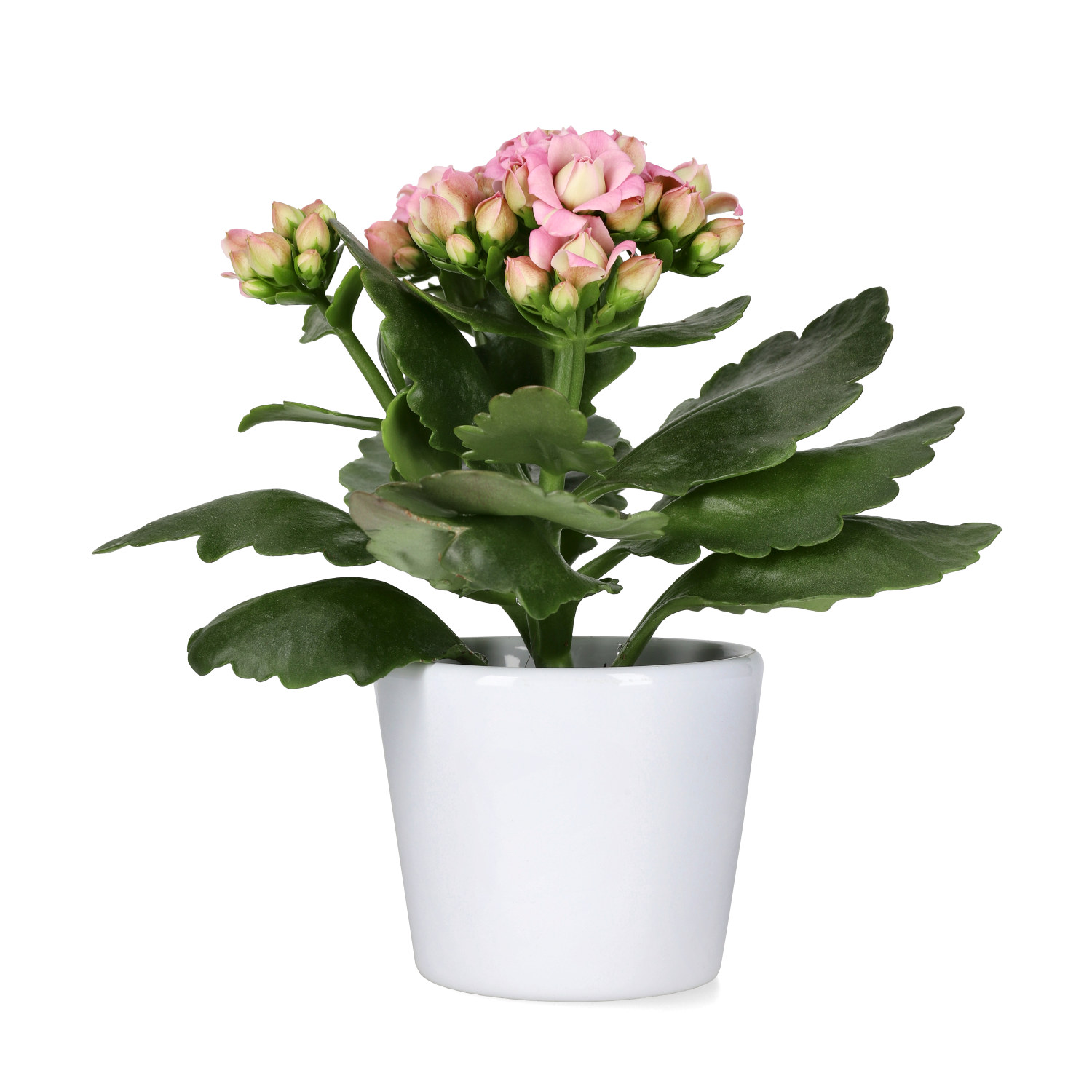 Kalanchoe Mini Light Pink 6 cm