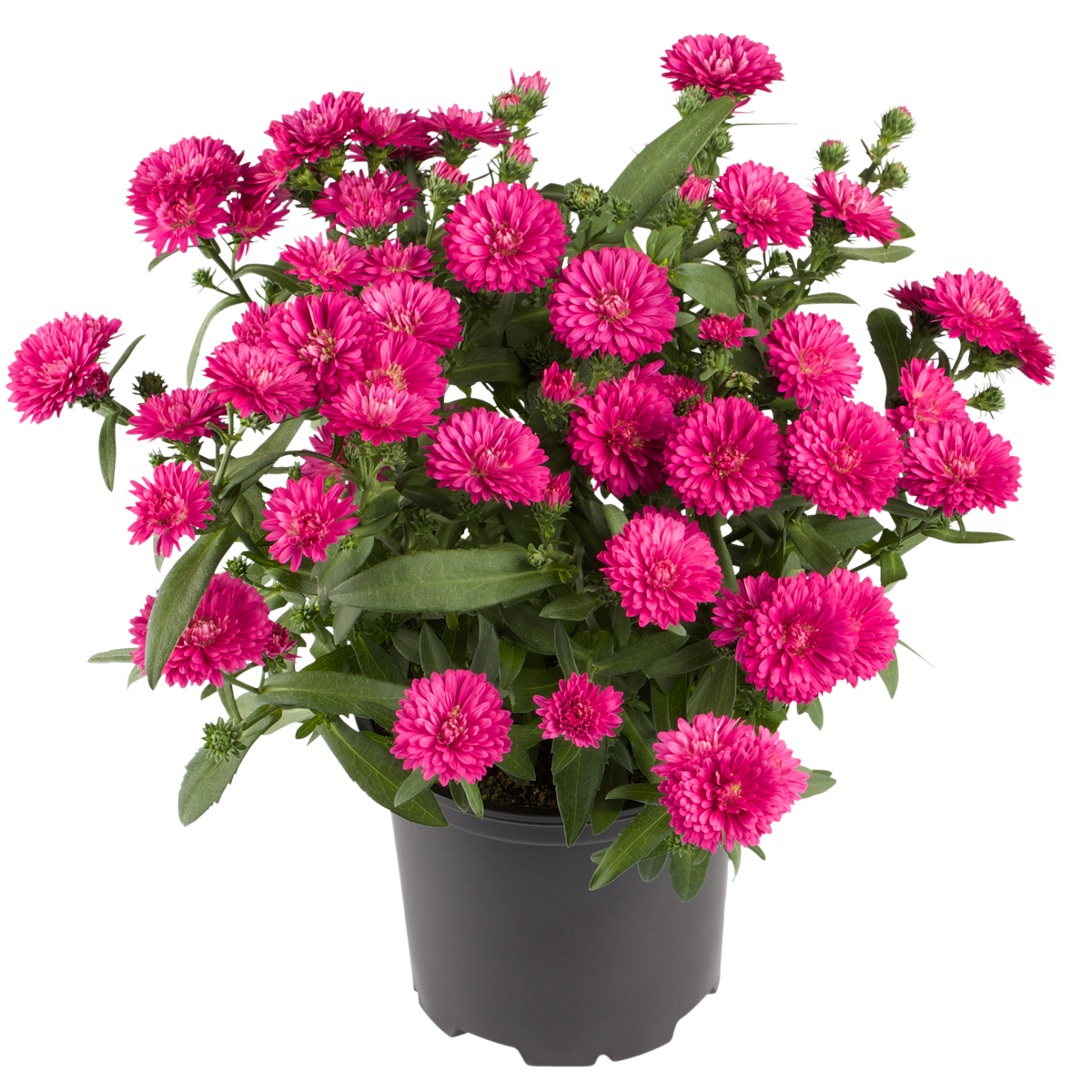 Aster N.B. Red 10,5 cm