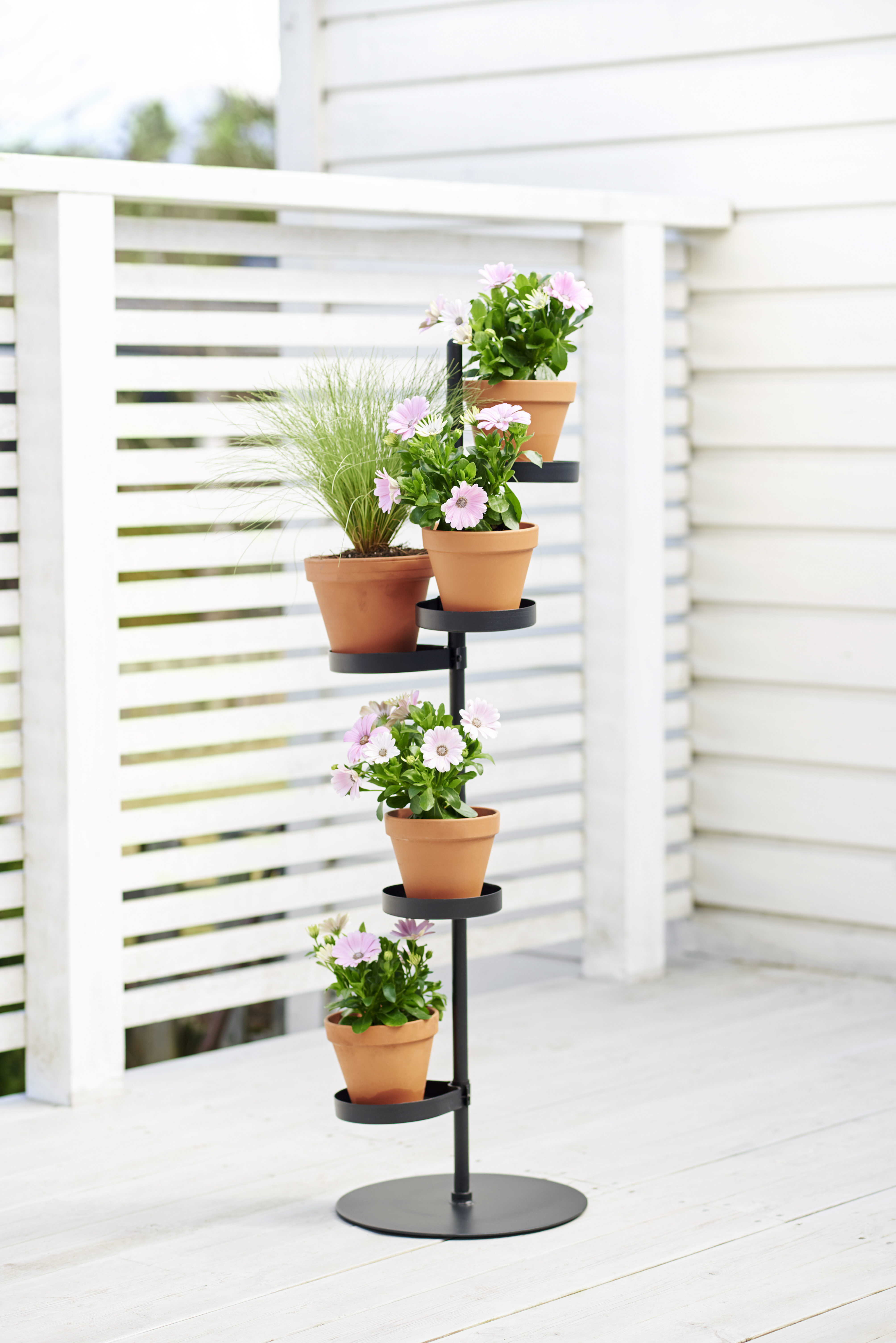 Osteospermum White 11 cm
