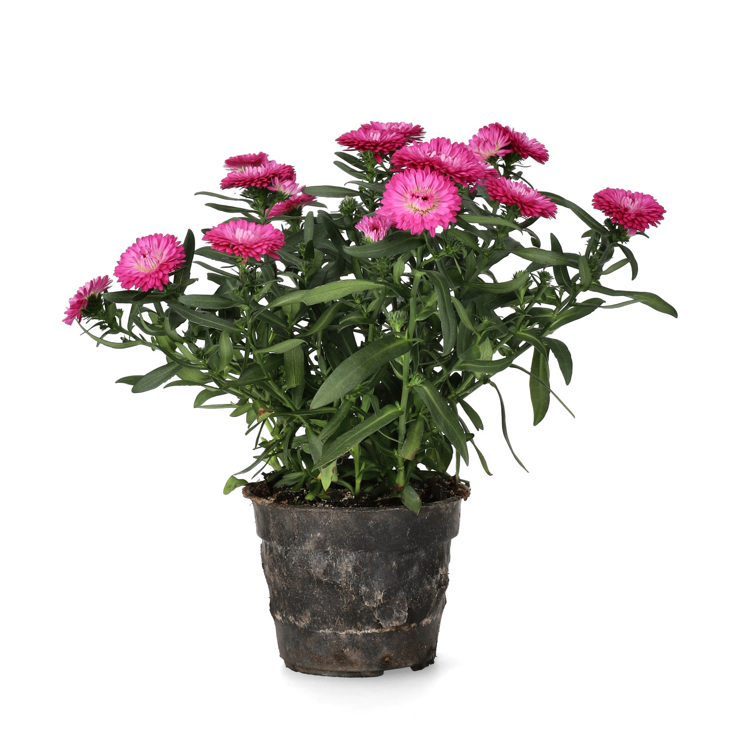 Aster N.B. Red 10,5 cm